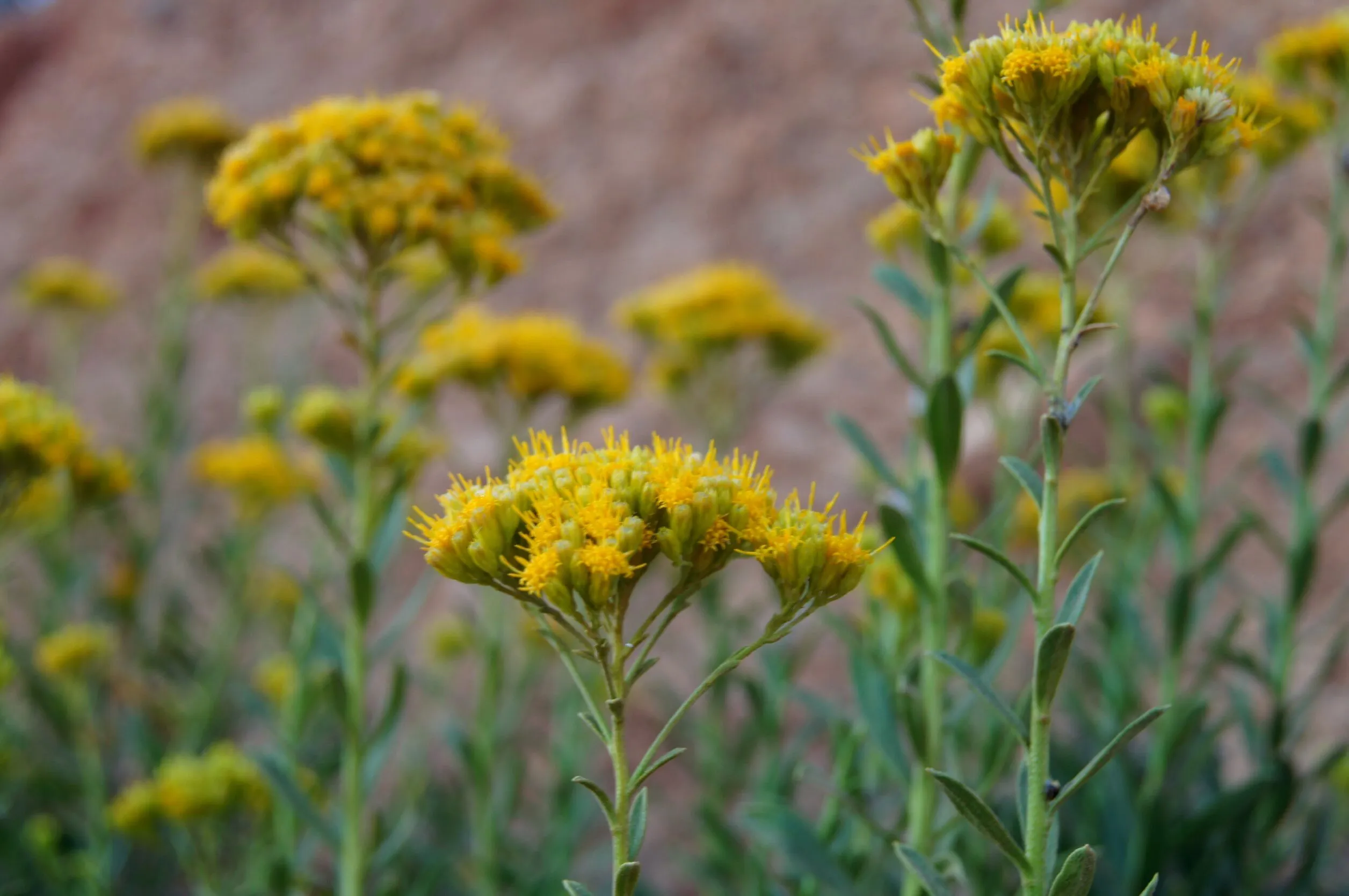 Hillside Flowers