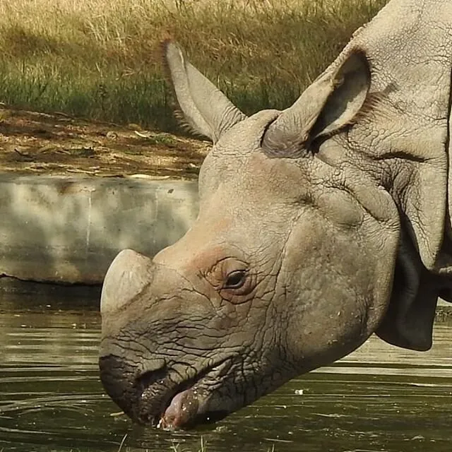 Hippo