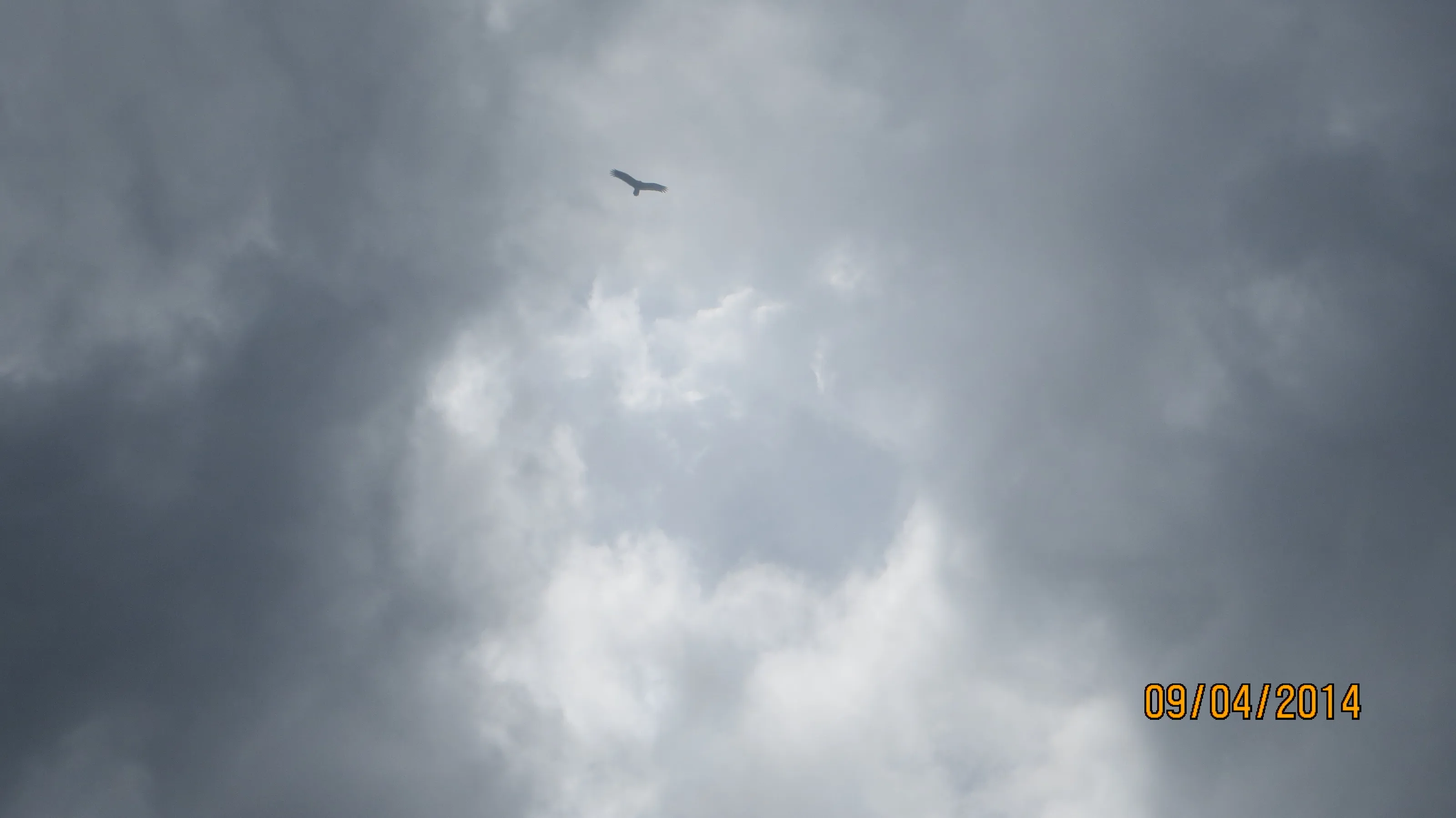 soaring in the clouds