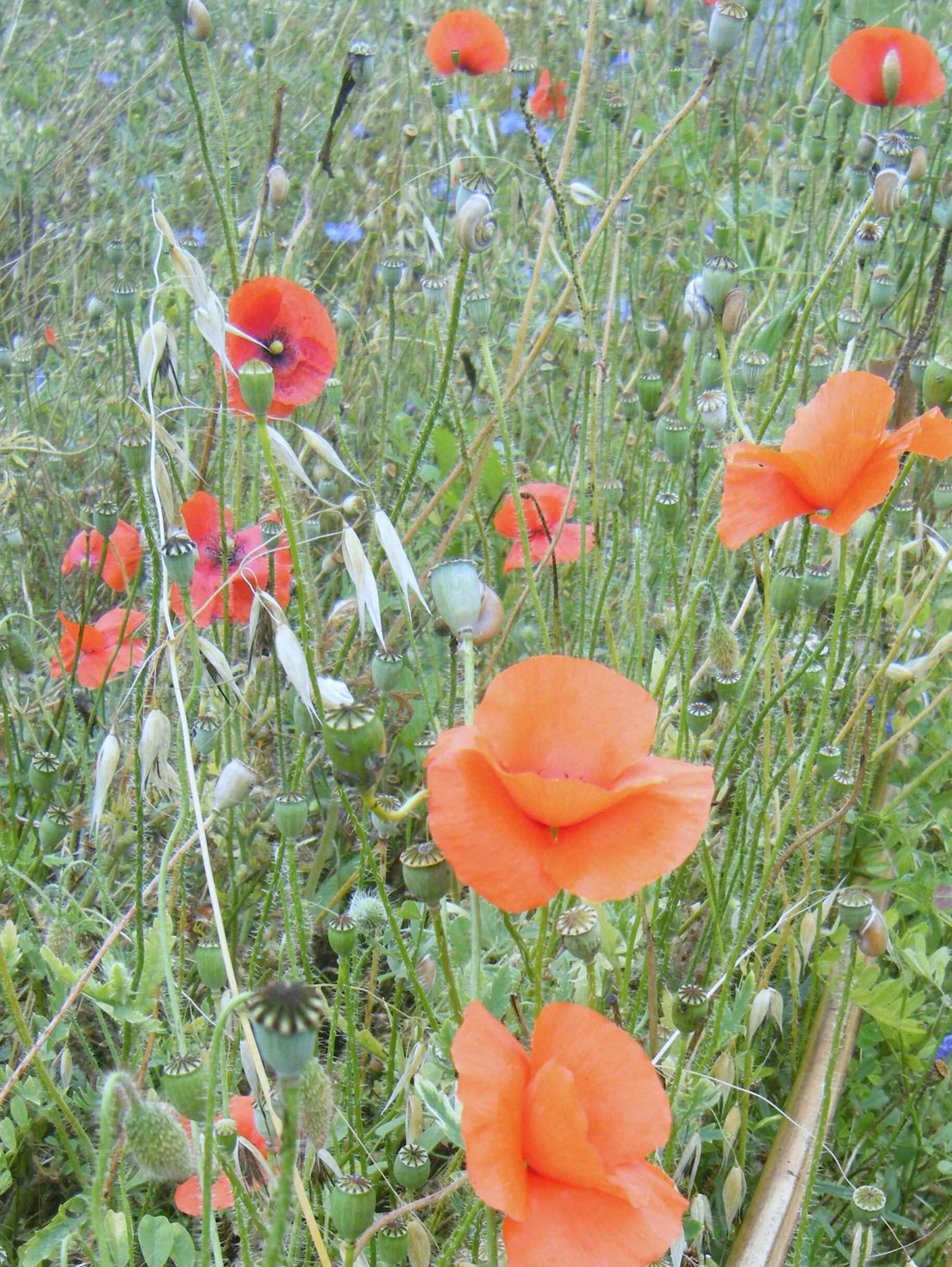 Poppies