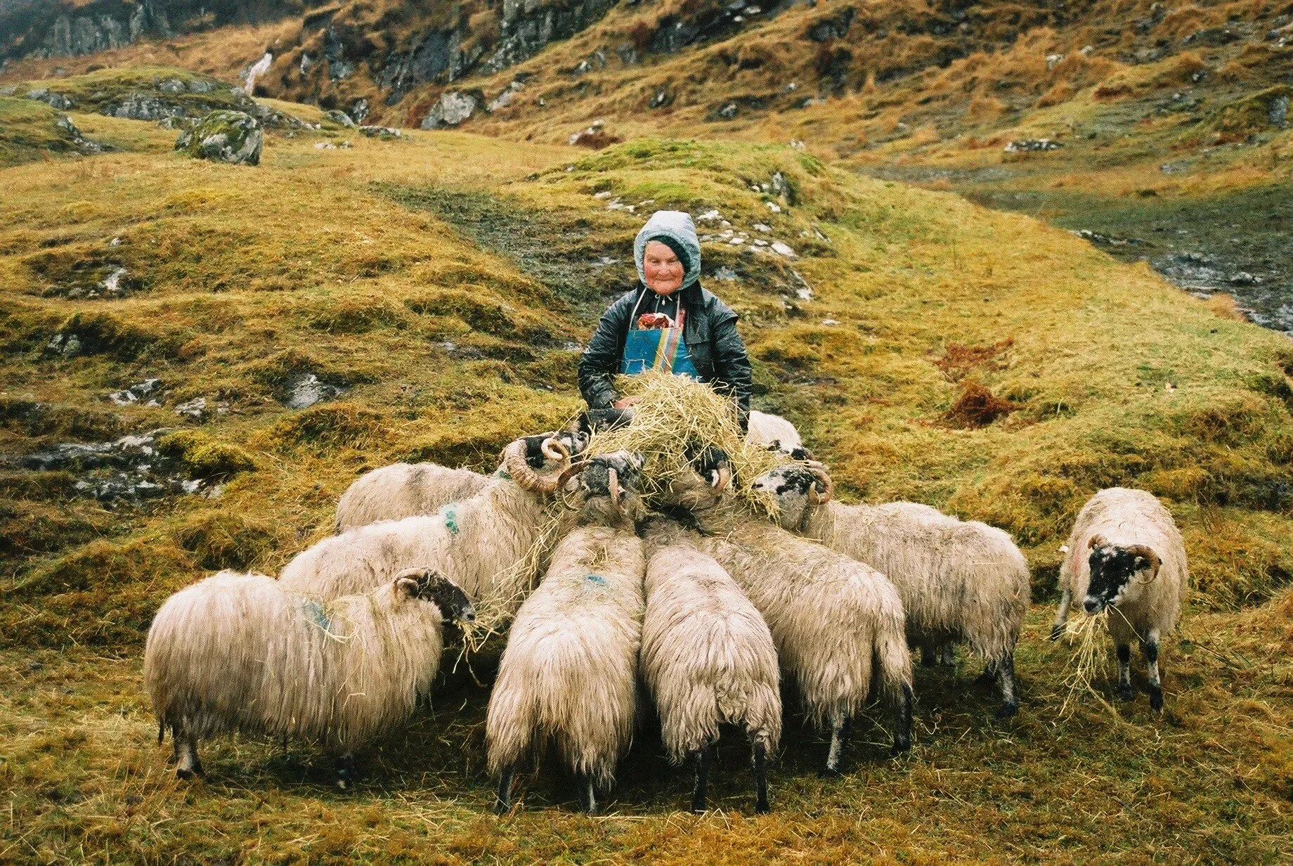 Feeding sheep, Isle of Harris
