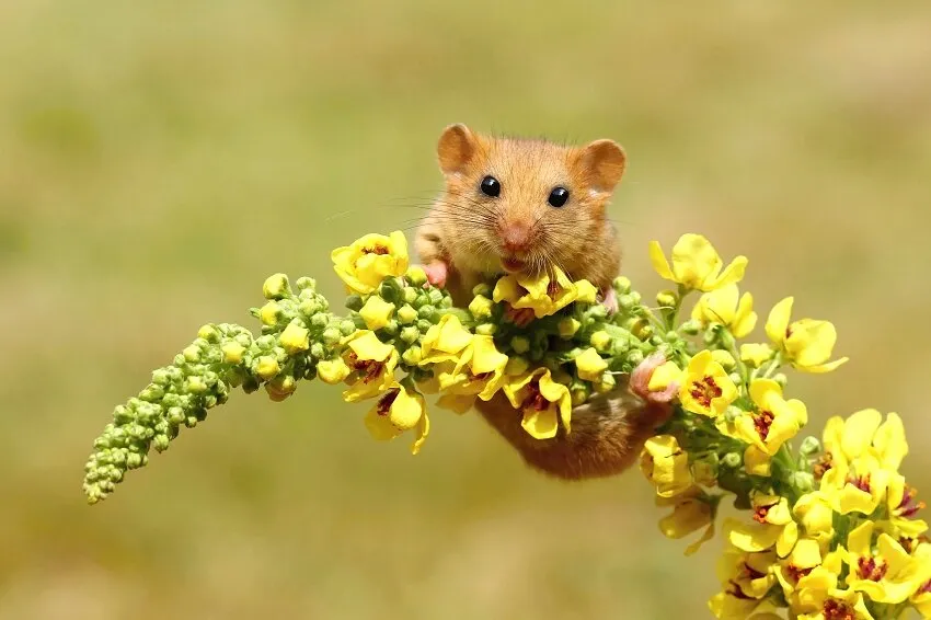 Litle acrobat