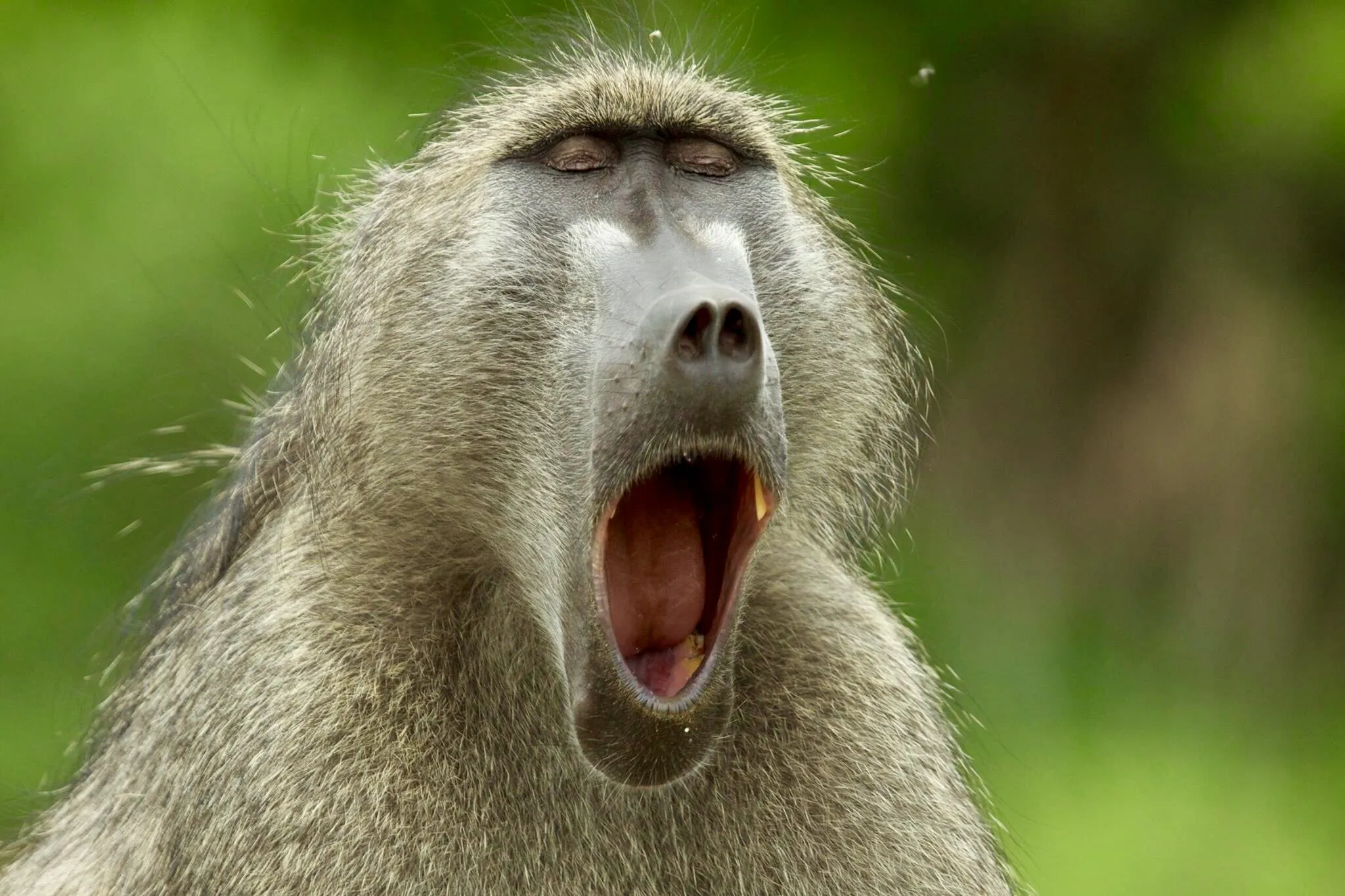 Baboons in the wild