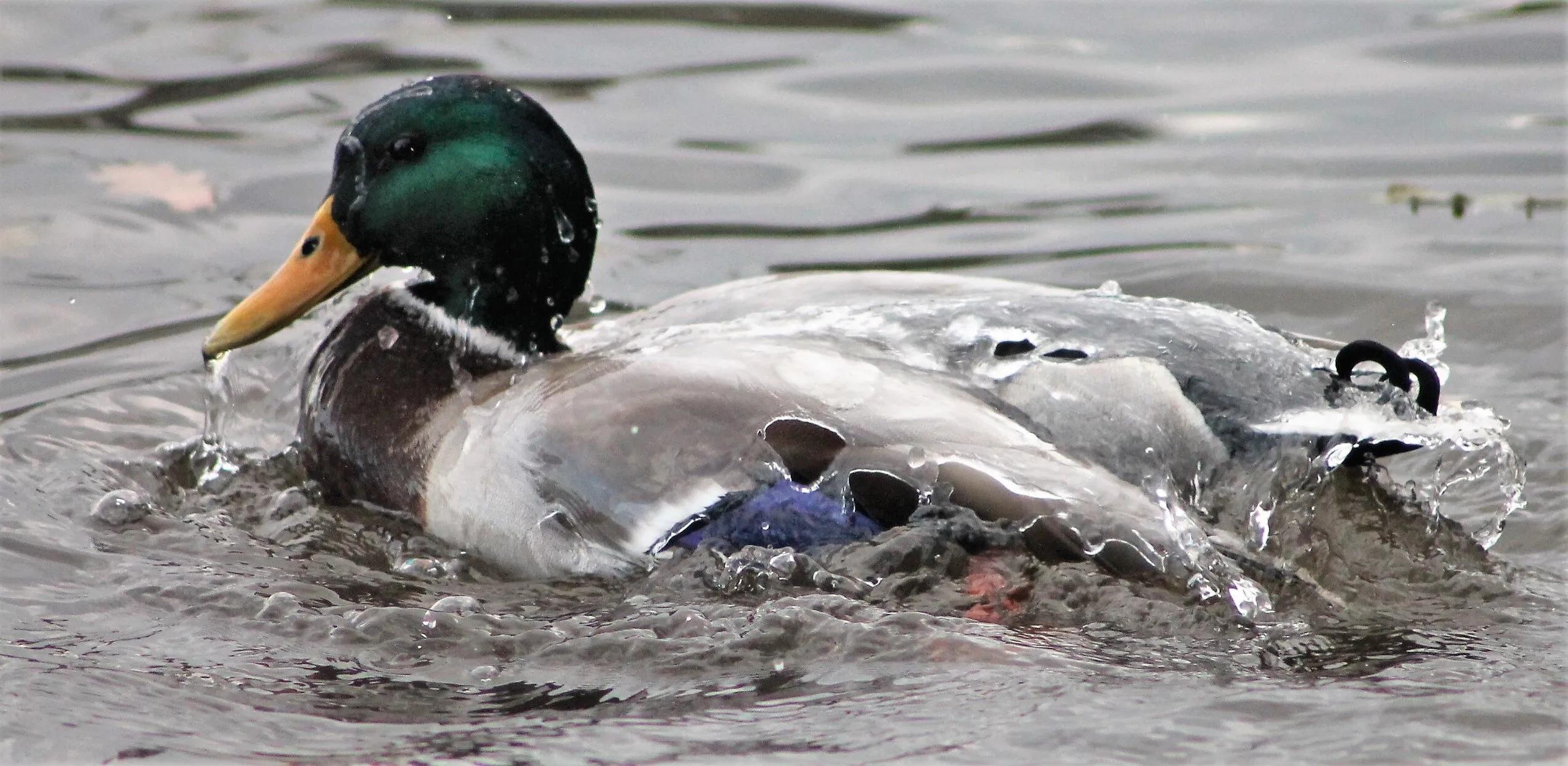 Water on a ducks back