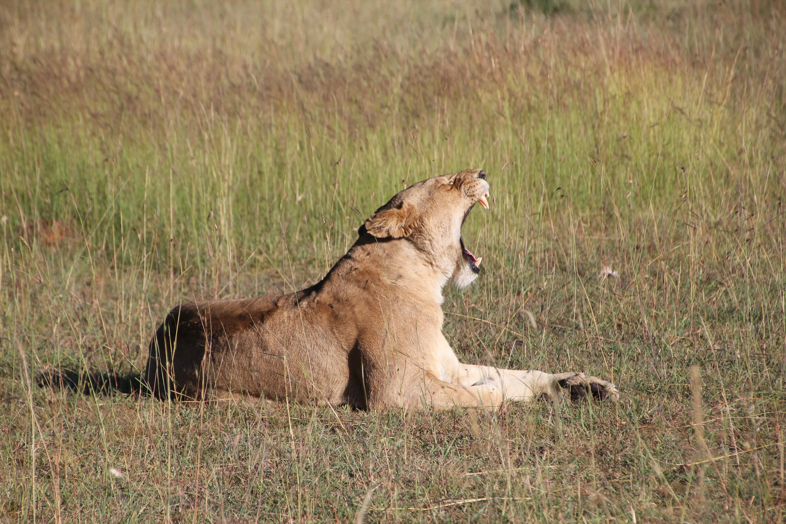 Sleepy Lion