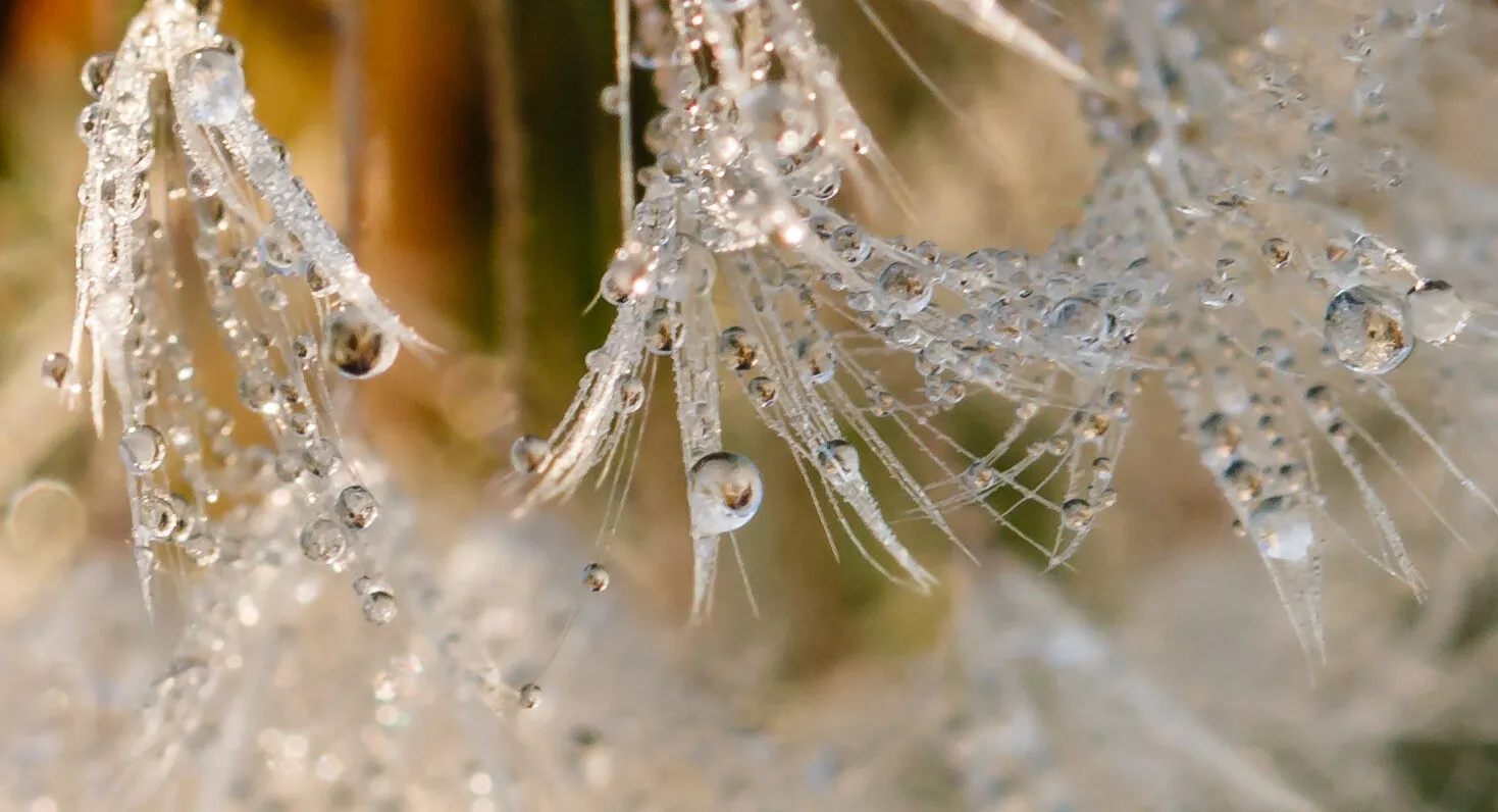 Frosted Dandelion Seeds