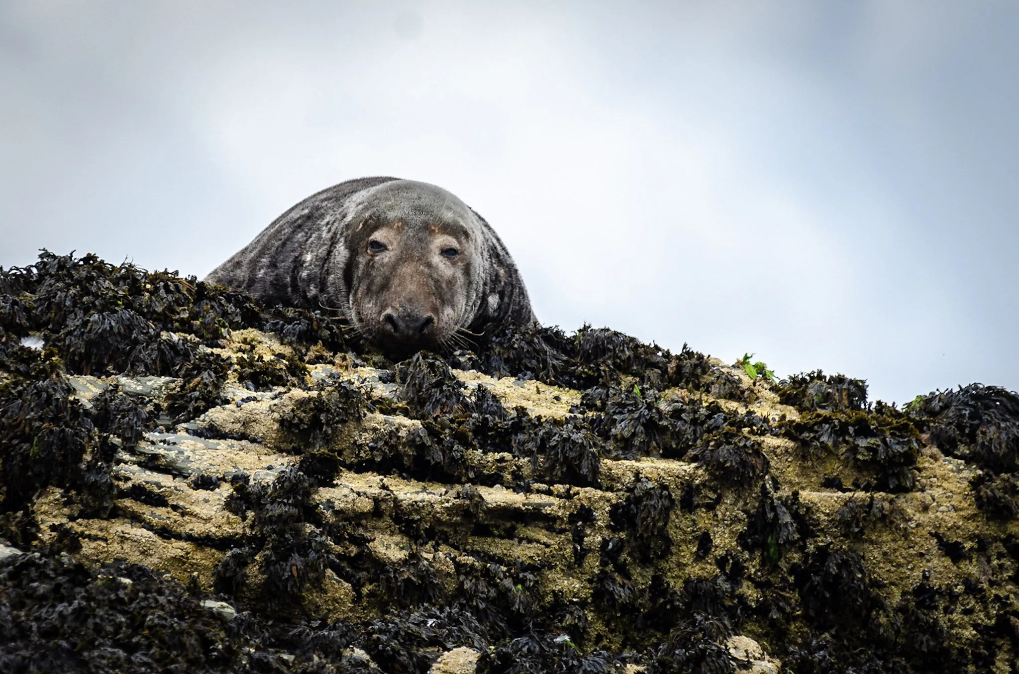 Atlantic grey seal