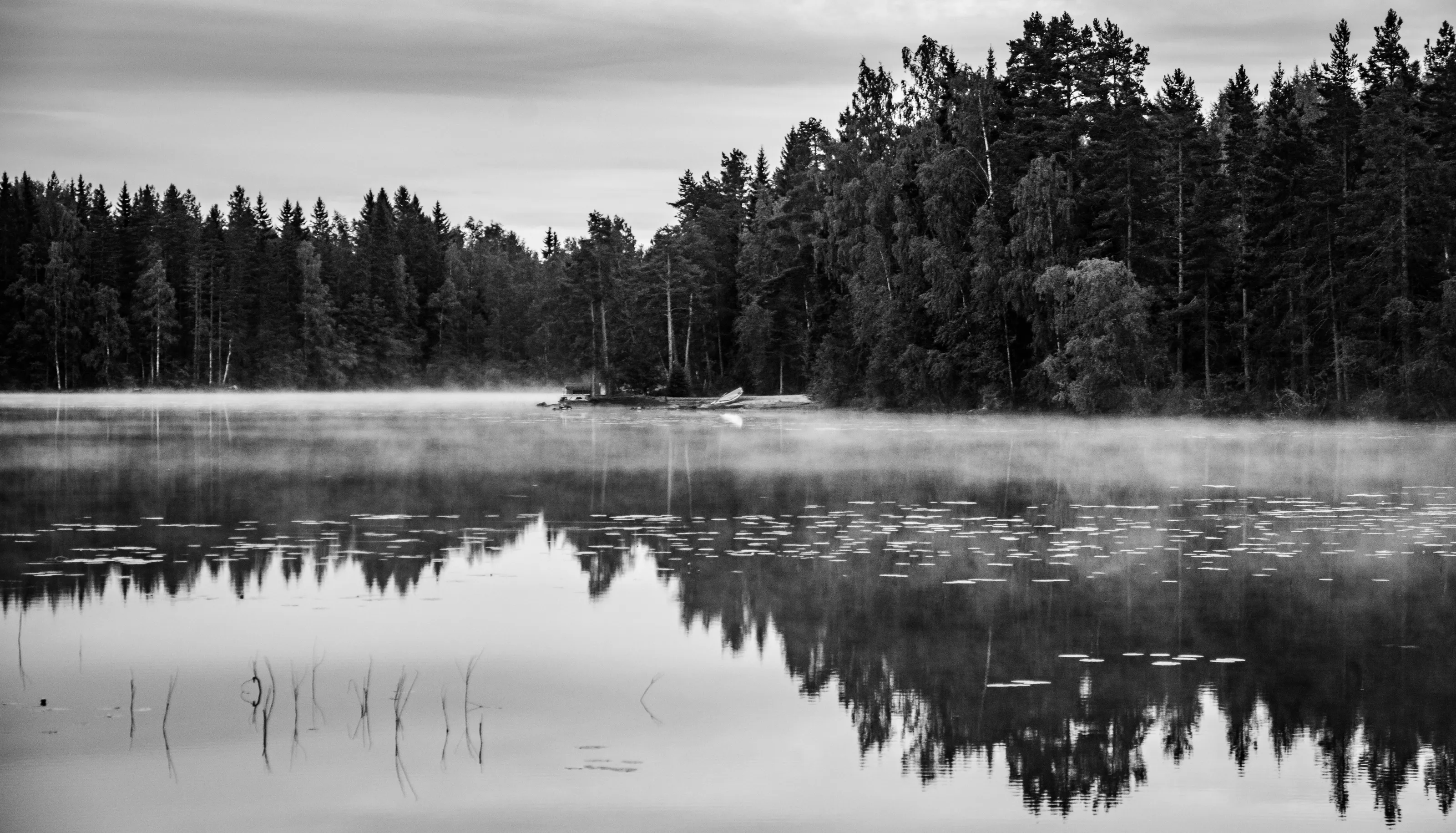 Morning Mist