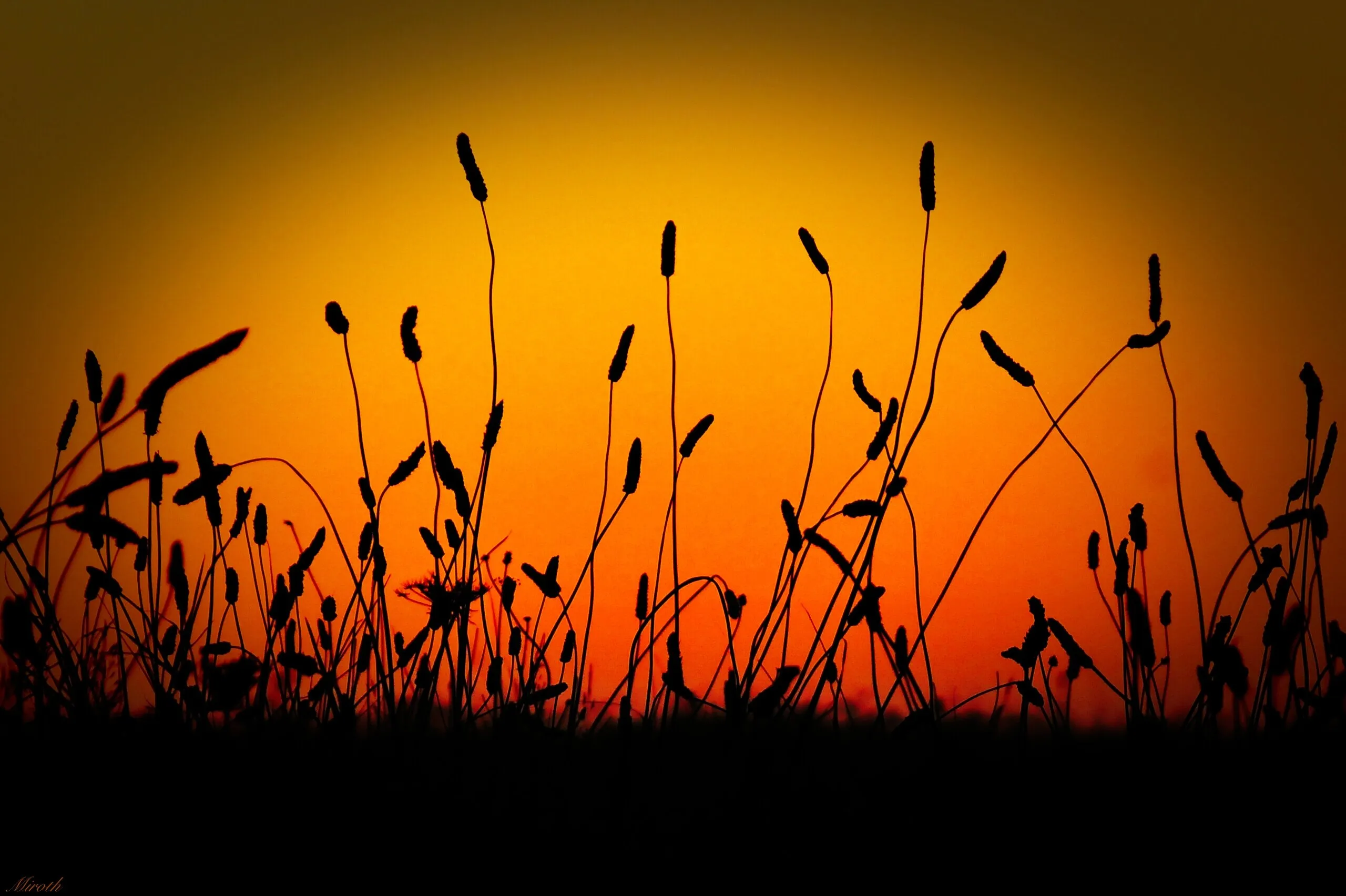 Grasses