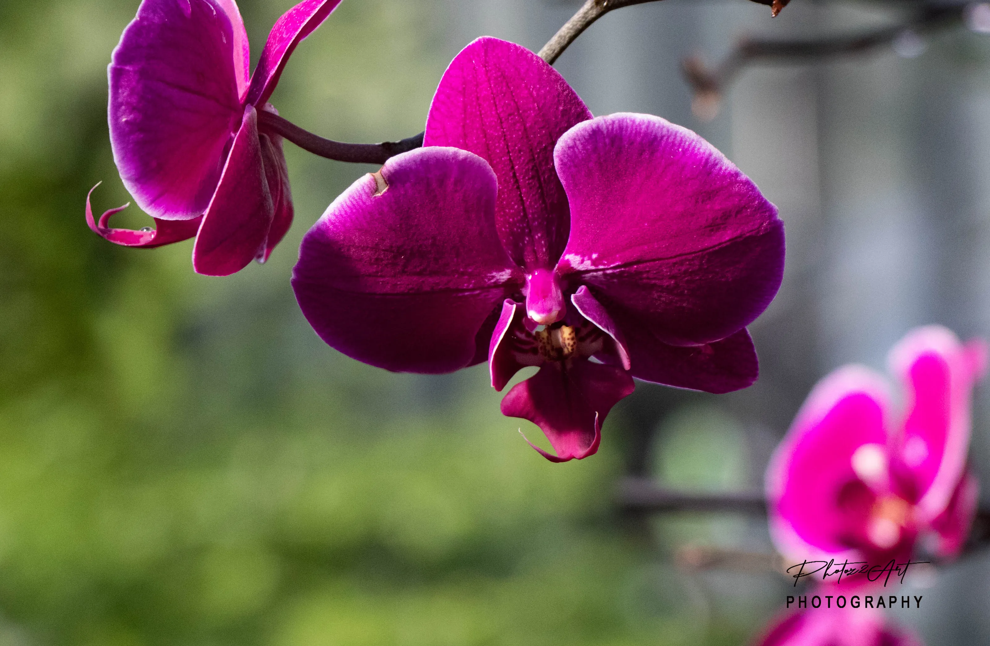 Orchid in Kew 4