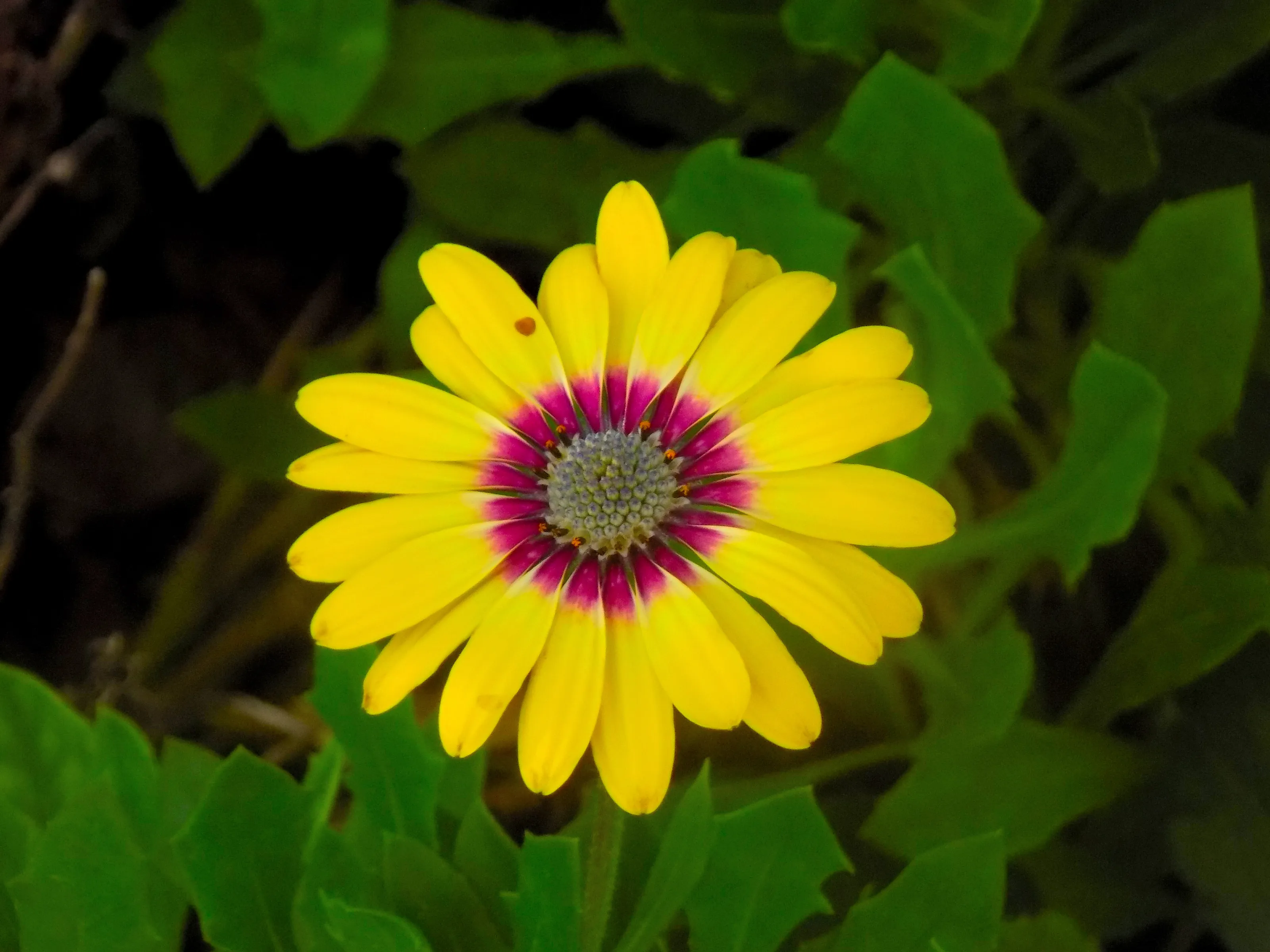 Yellow Flower