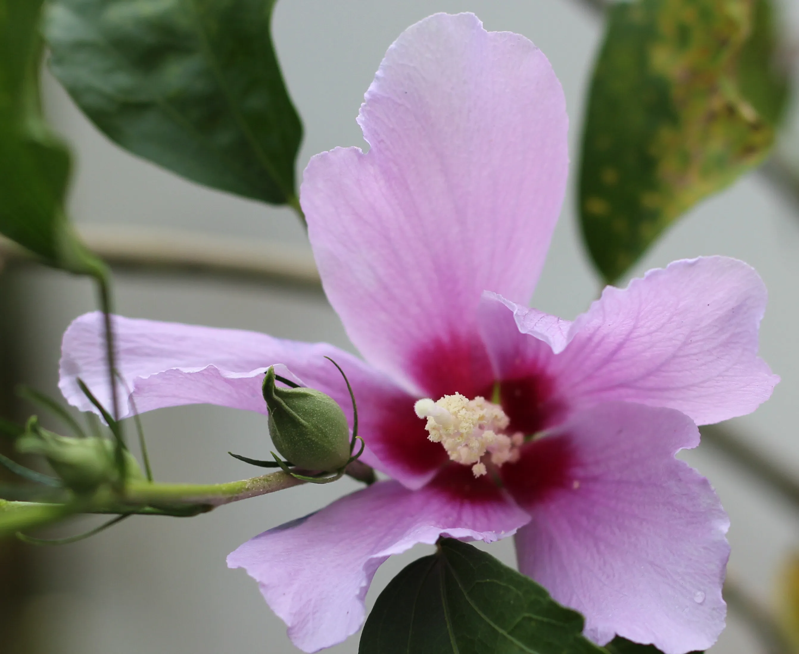 Purple Hibiscus