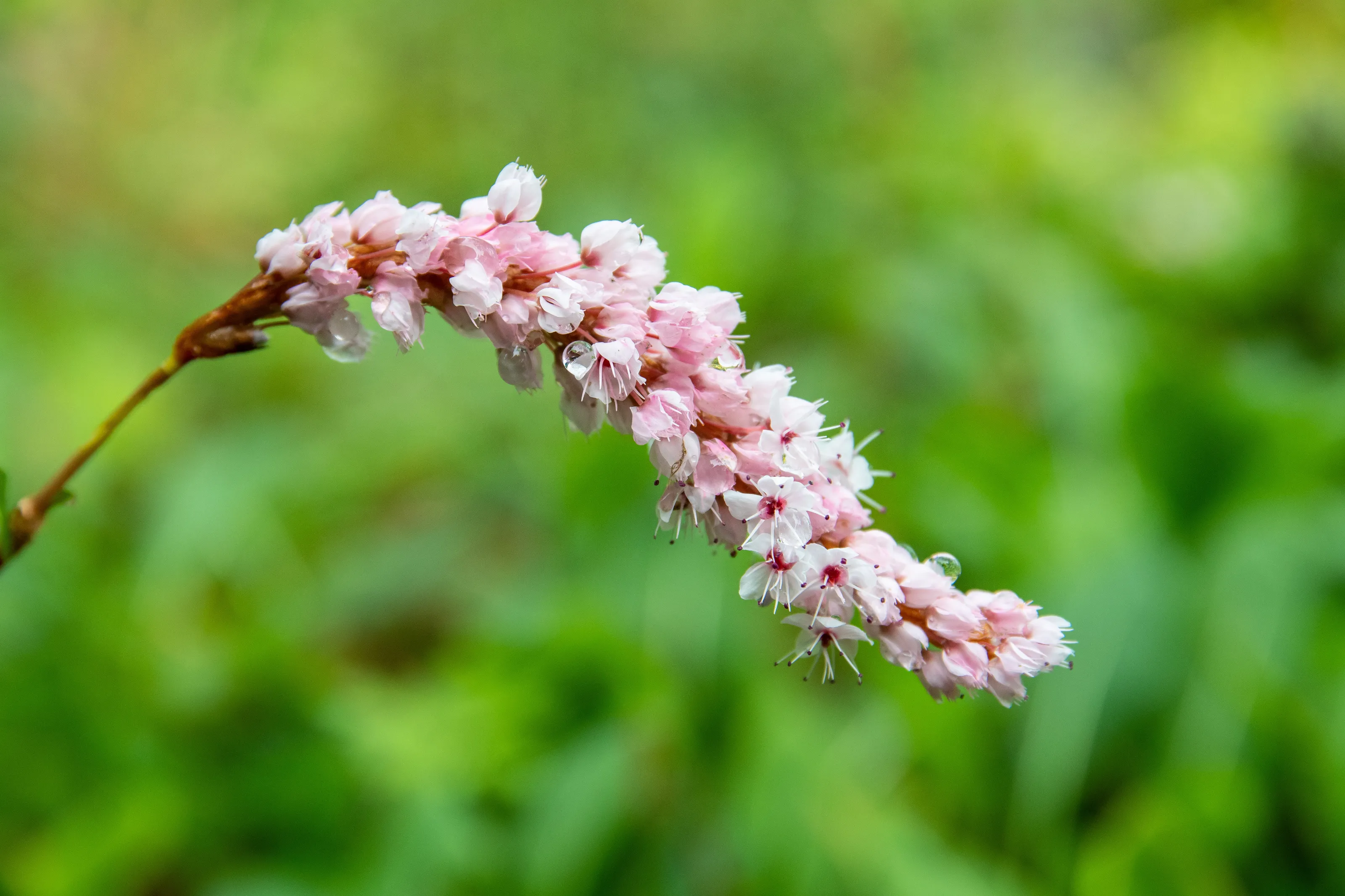Blossom