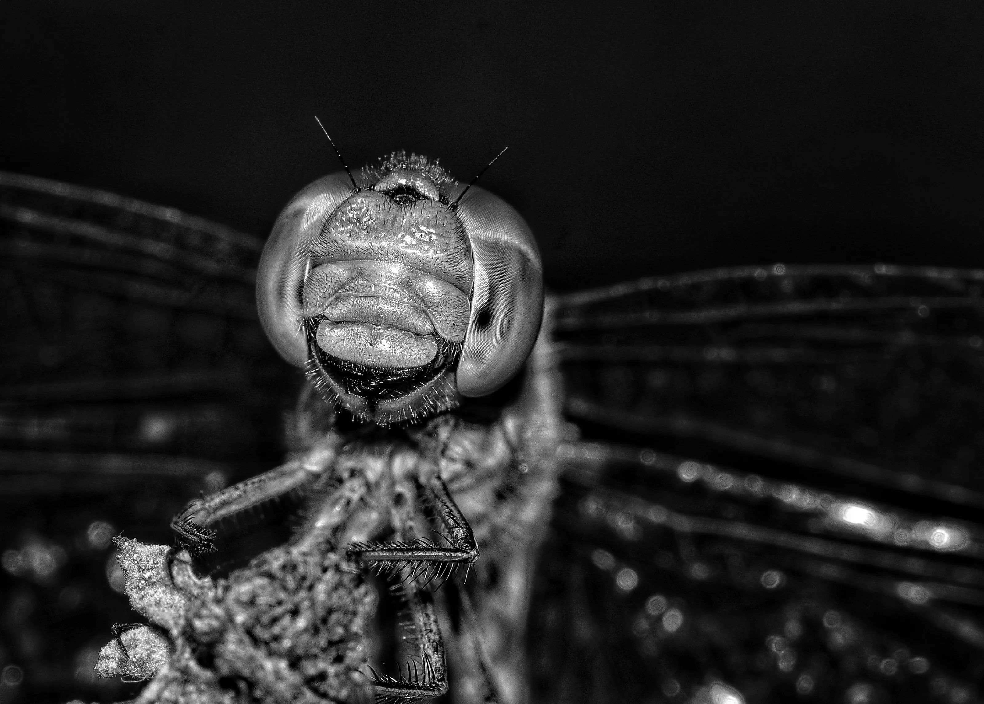 Dragonfly Macro - Black  & White