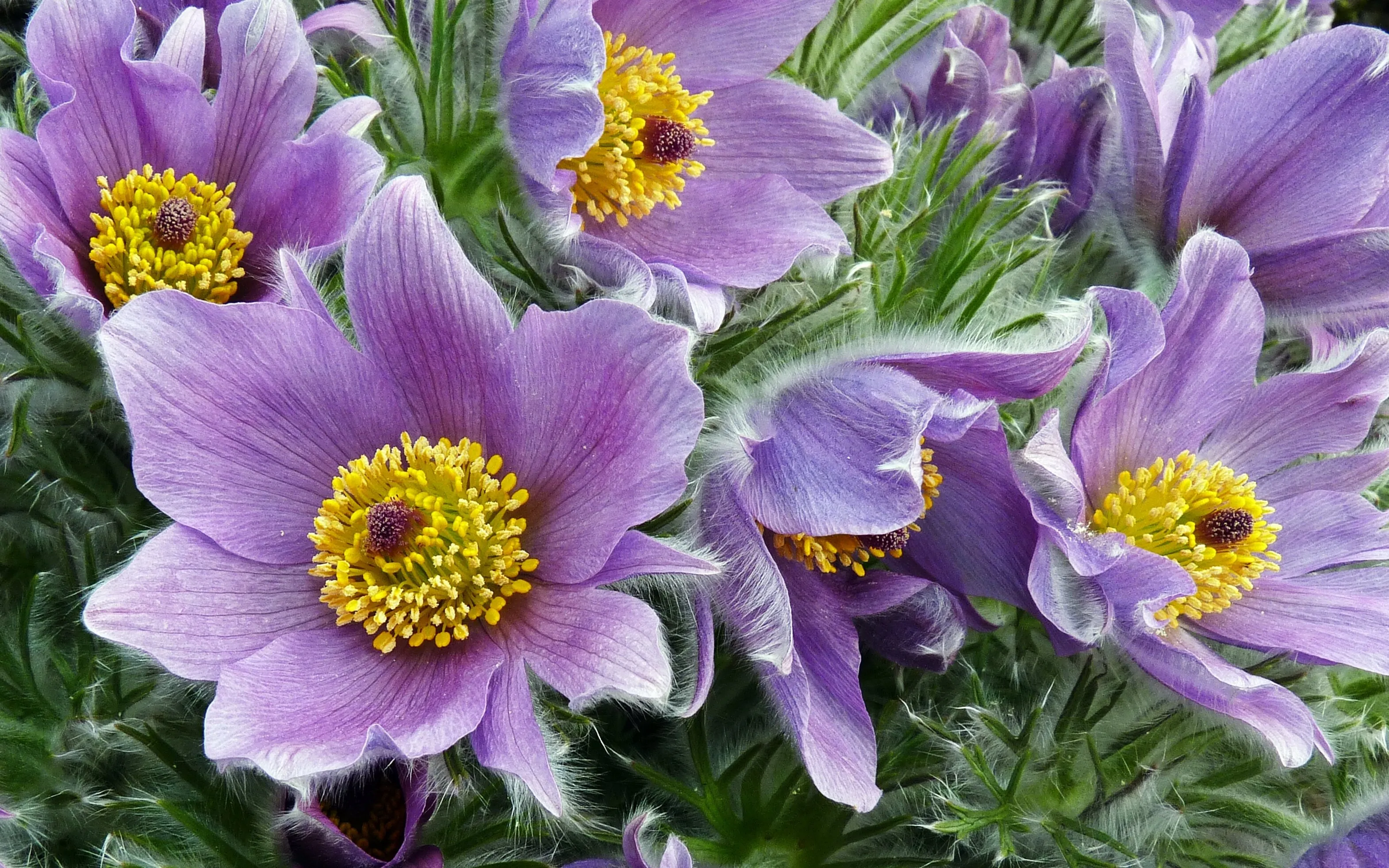 Pasque Flowers
