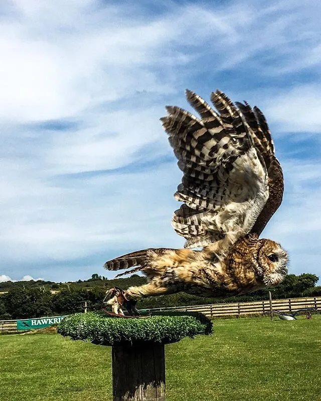 Owl Flying Display