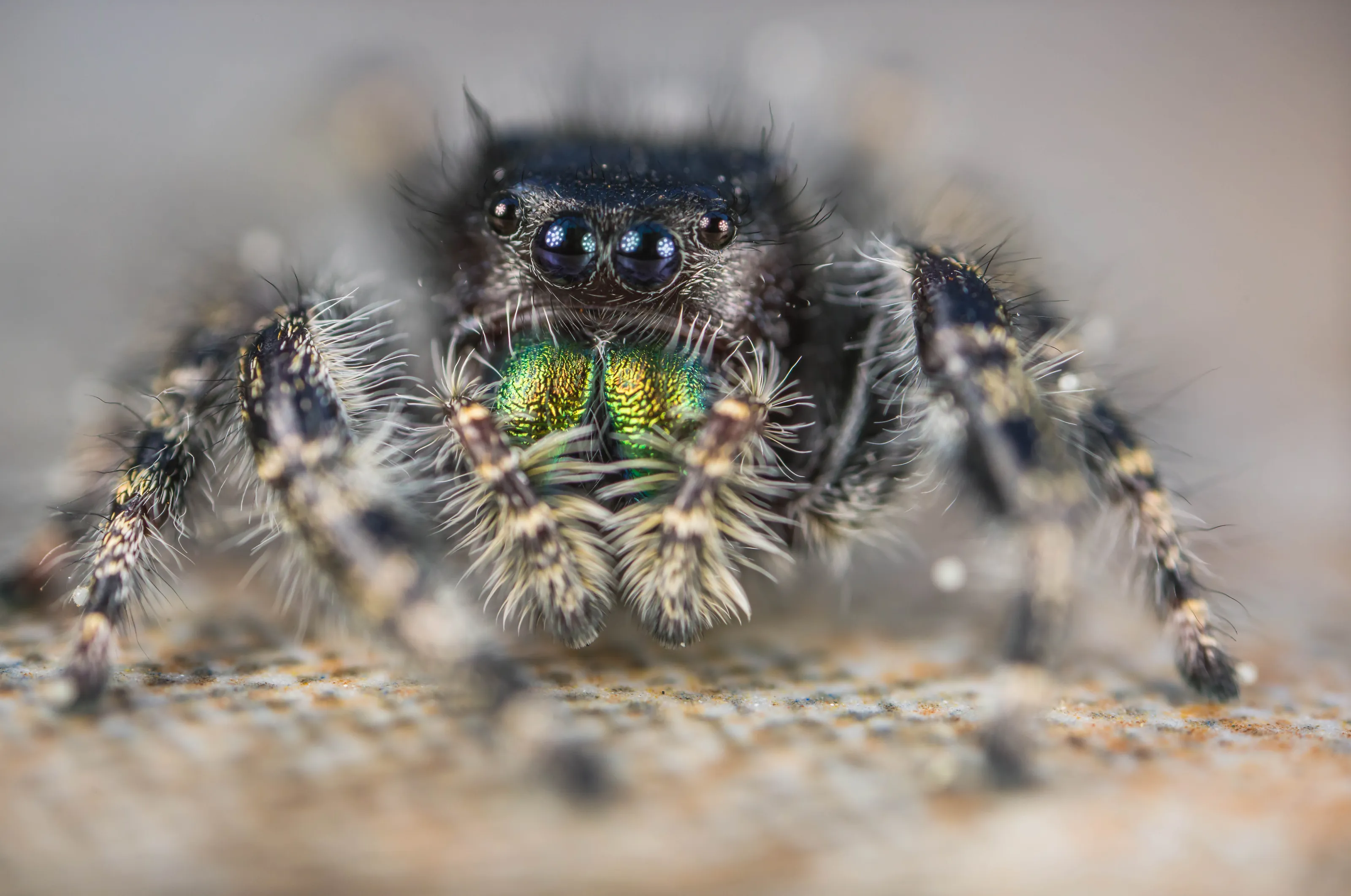 Jumping Spider