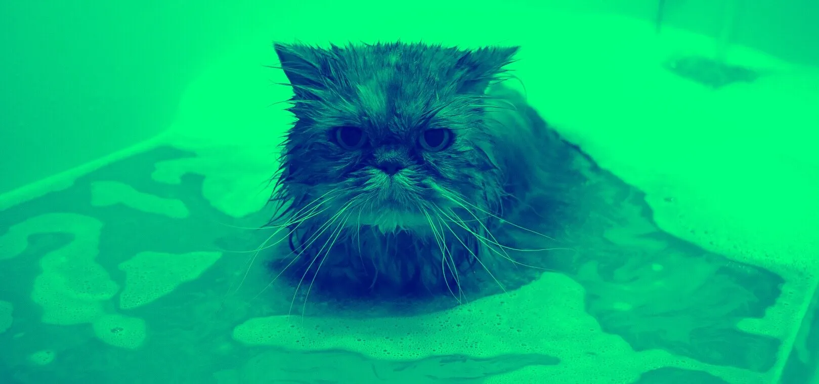 Chi chi loves bath time