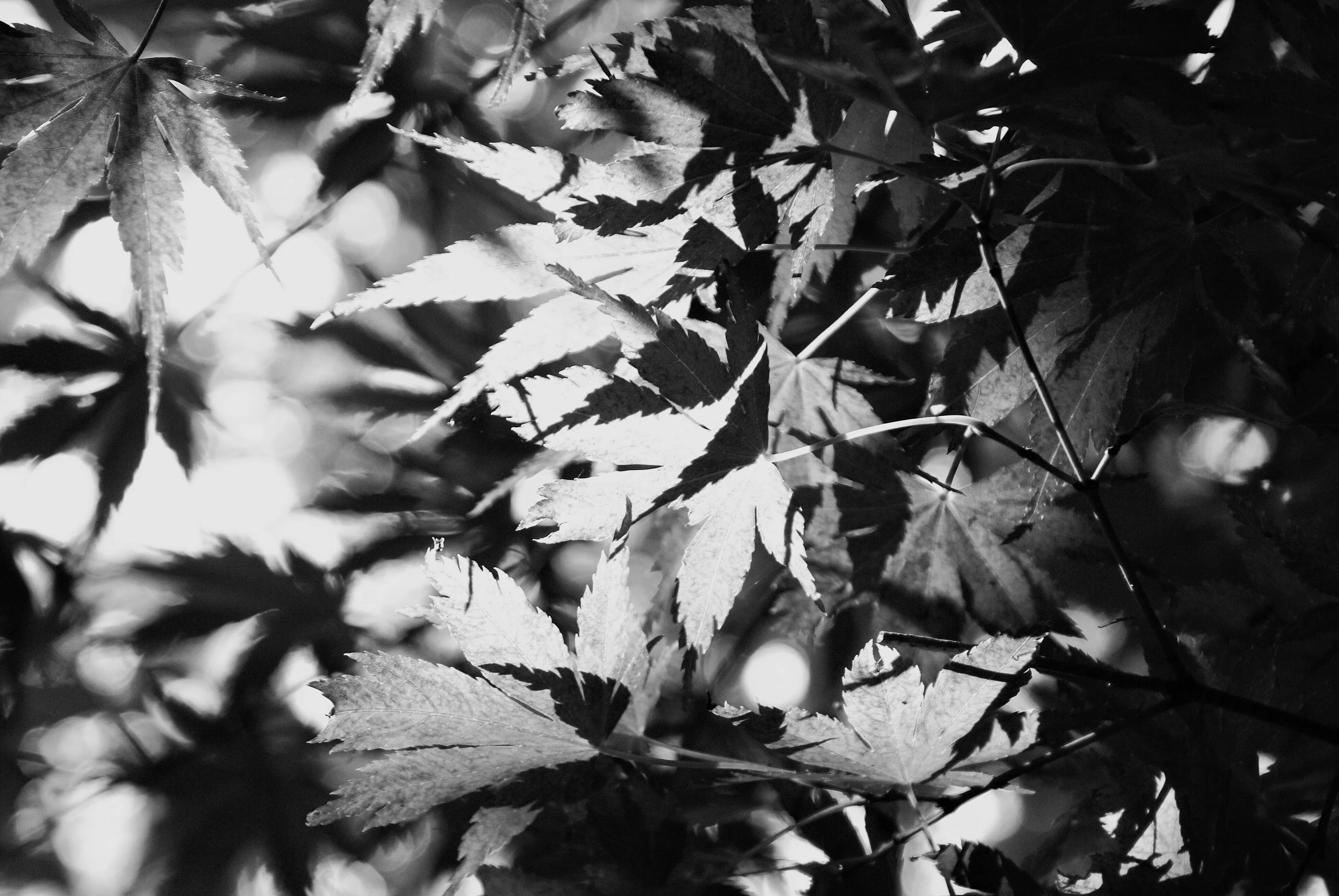 Leaves