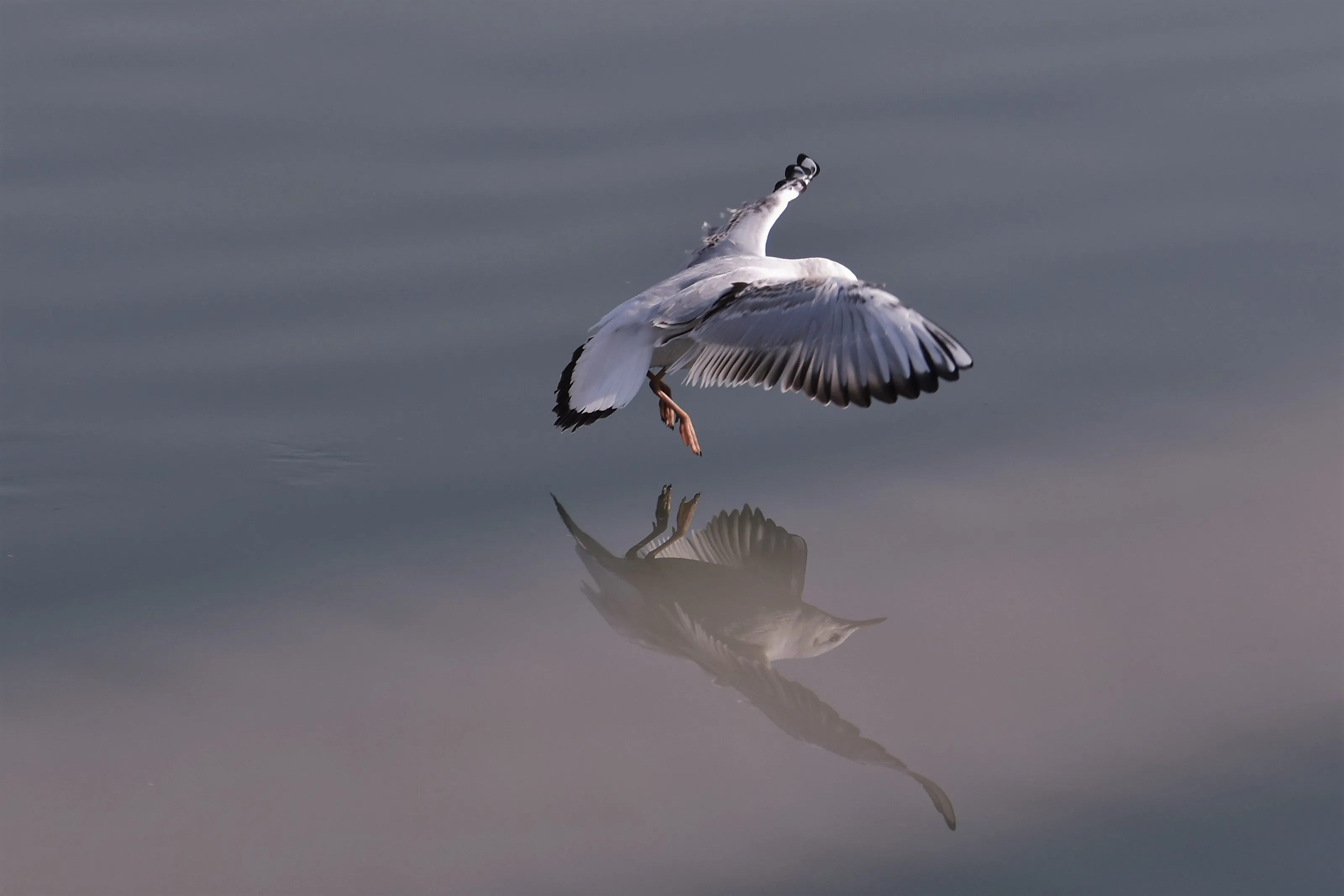 Landing !