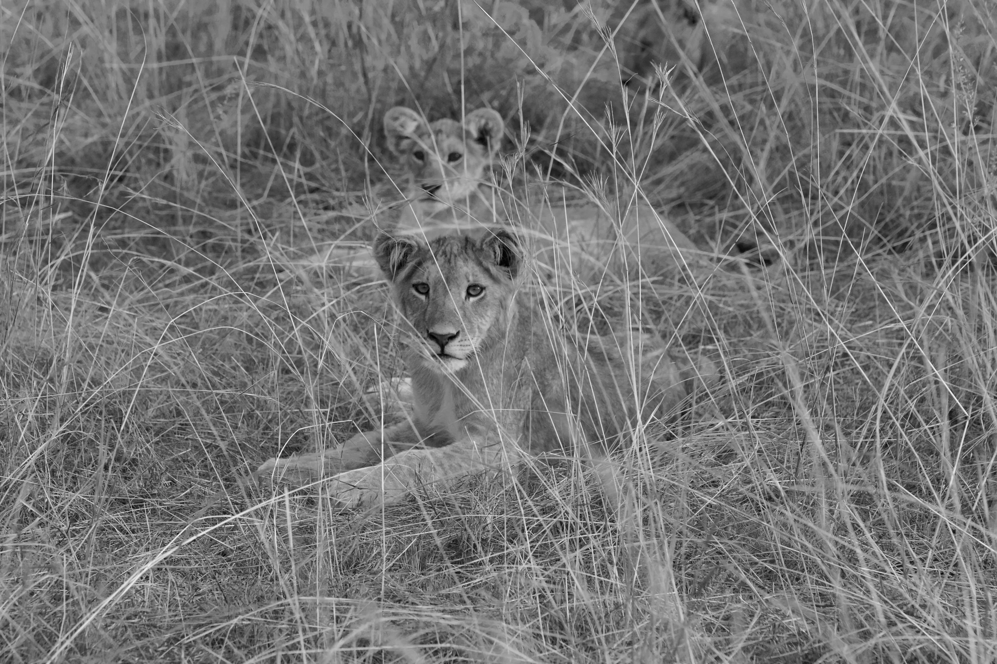 Lion brothers