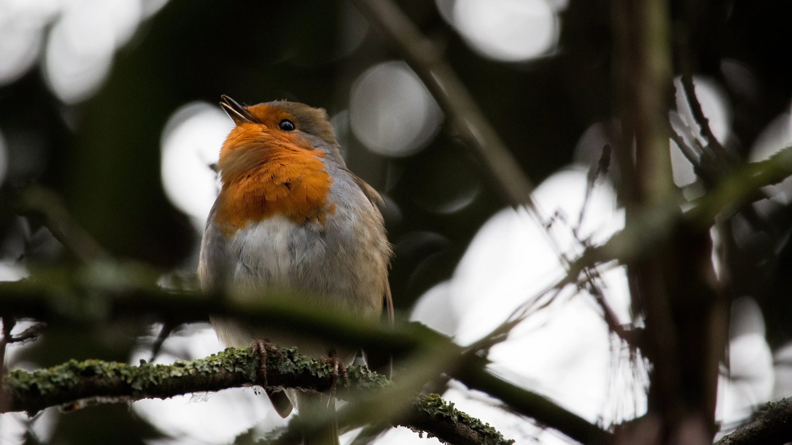 Robin Singing