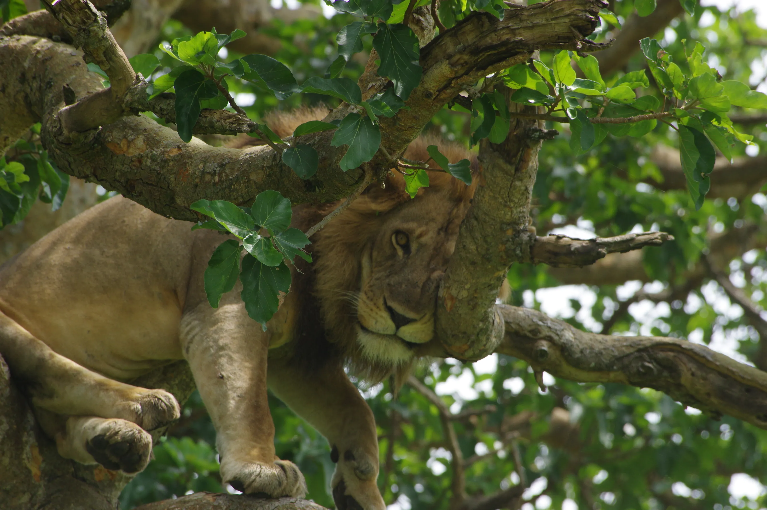 tree climbing lion