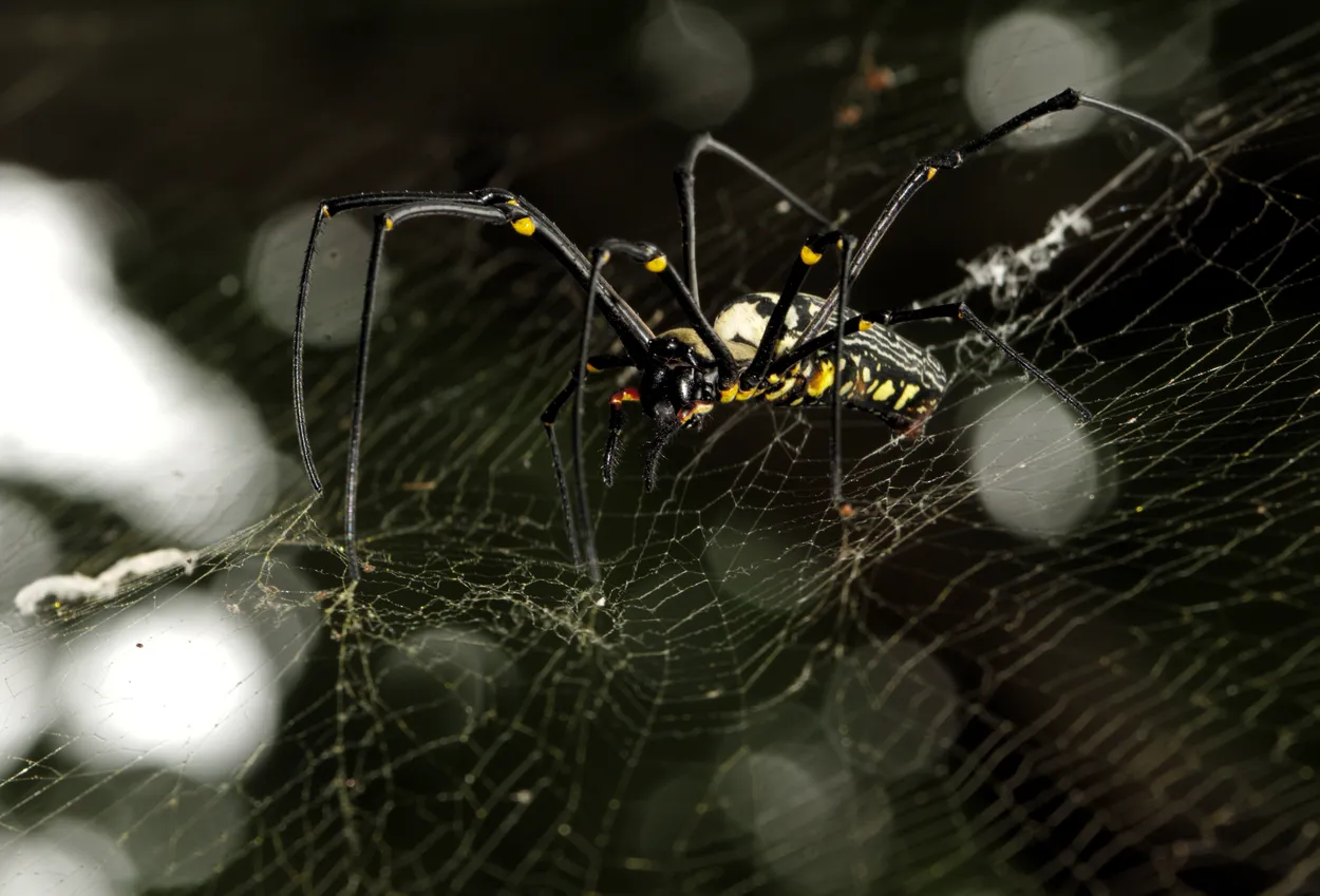 Entry 2825800