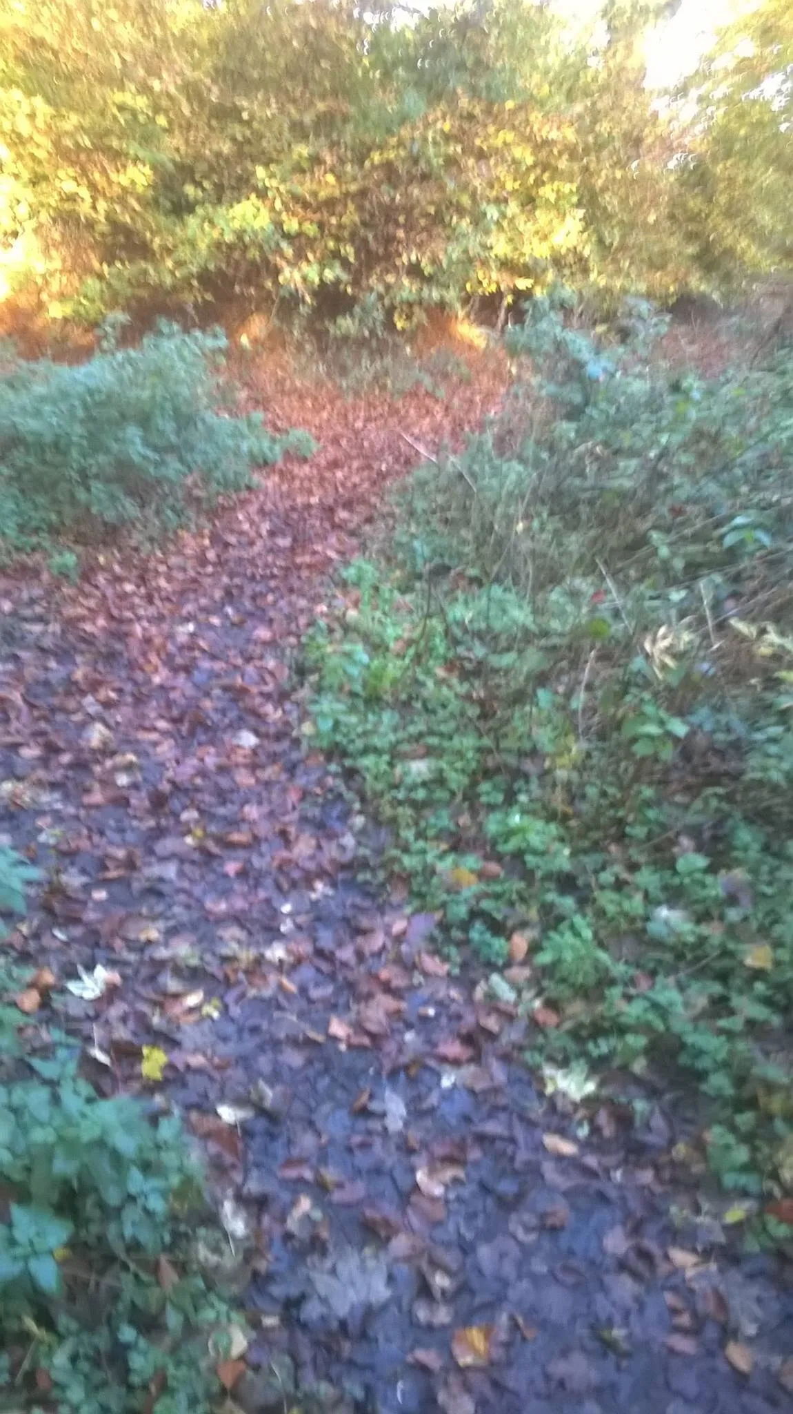 Nature's carpet