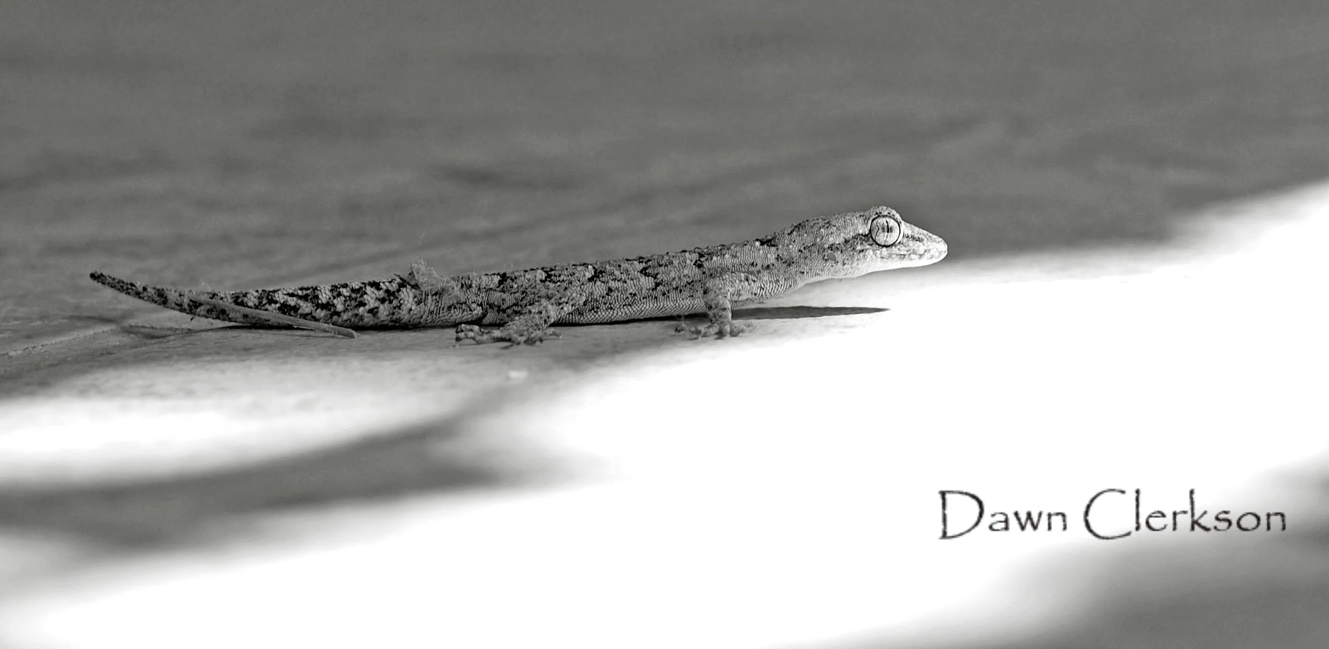 Lizard on Wooden Floor
