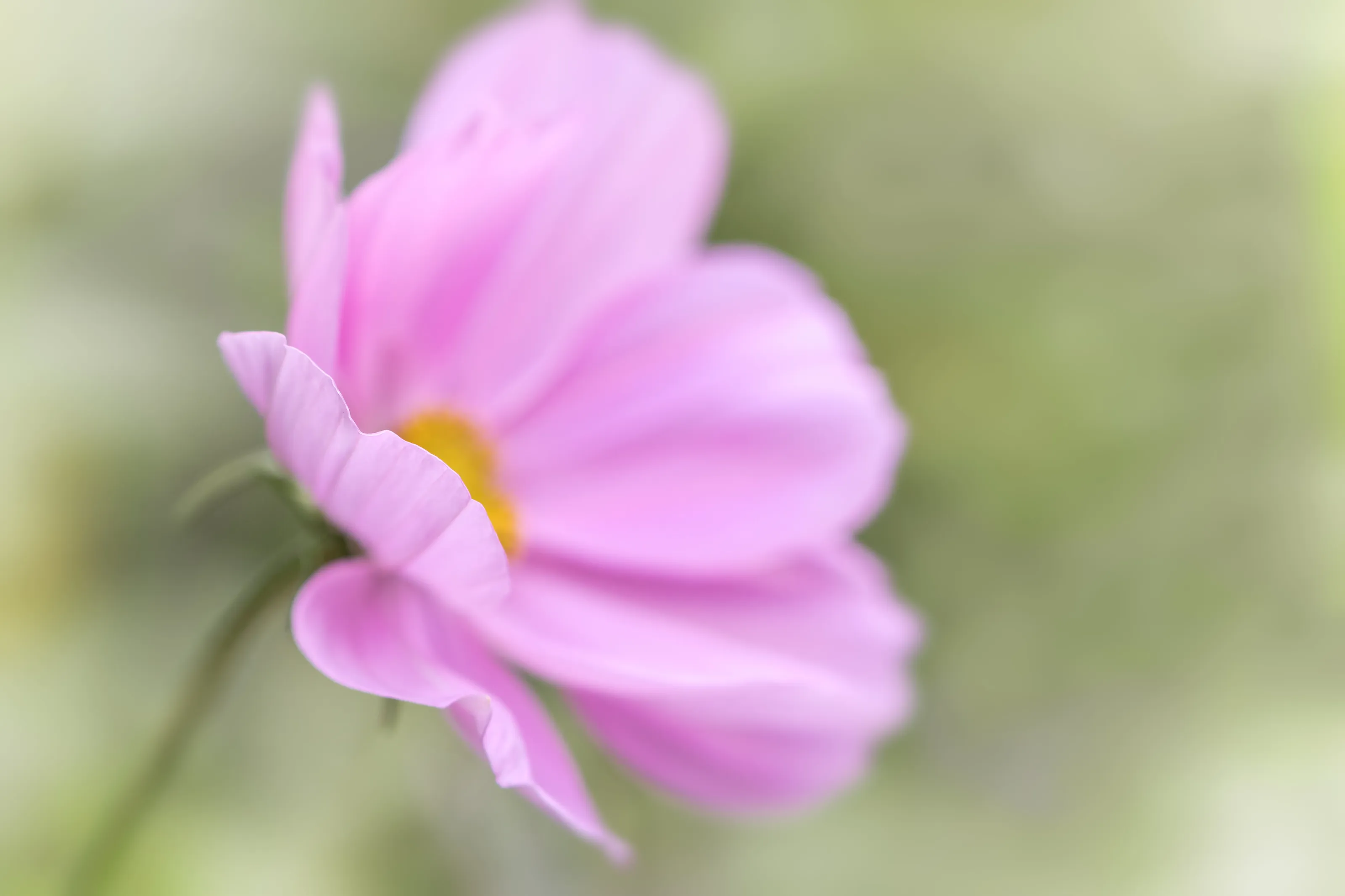 Pink Cosmos
