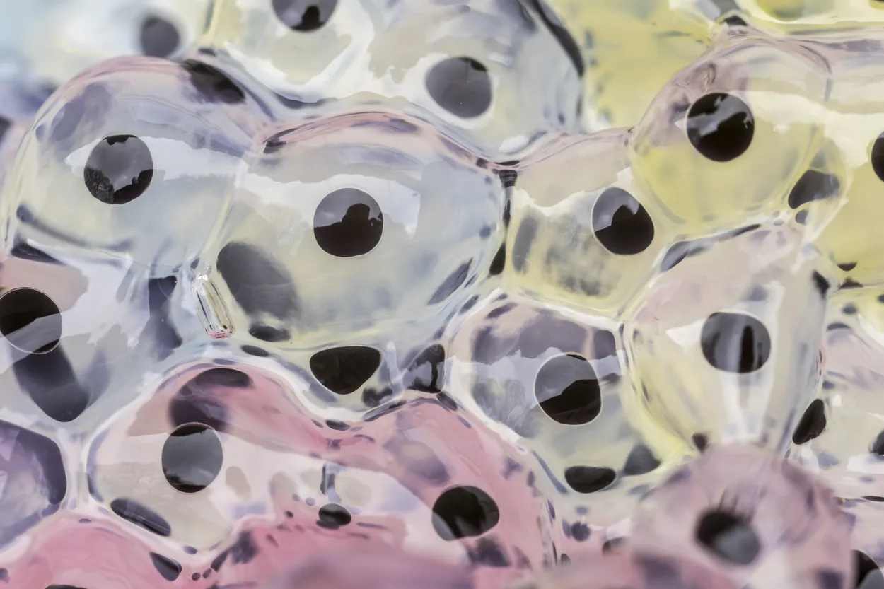Abstract Frogspawn
