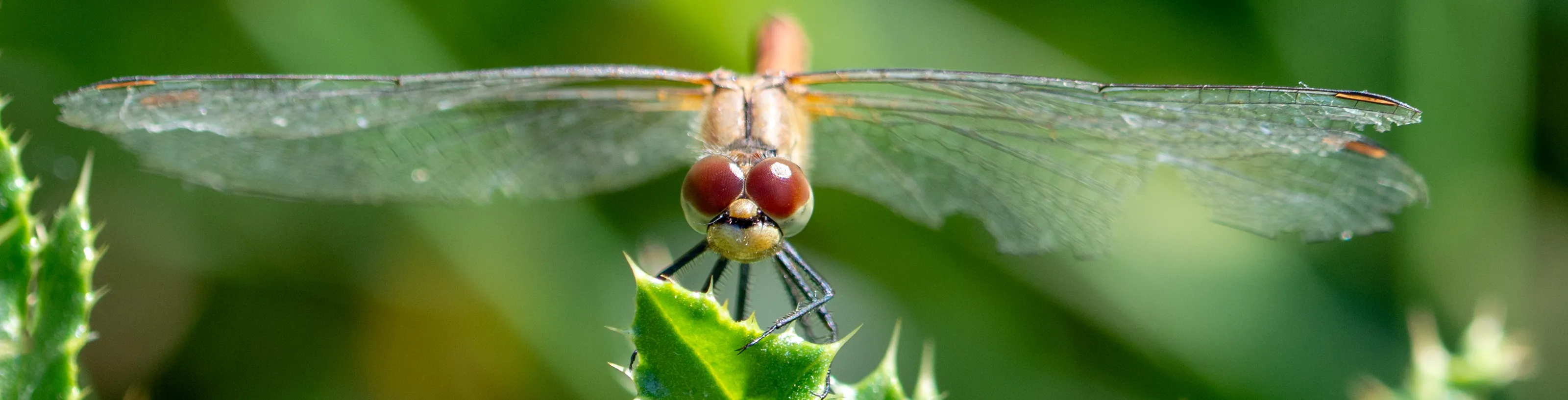 Ruddy Darter Dragonfly