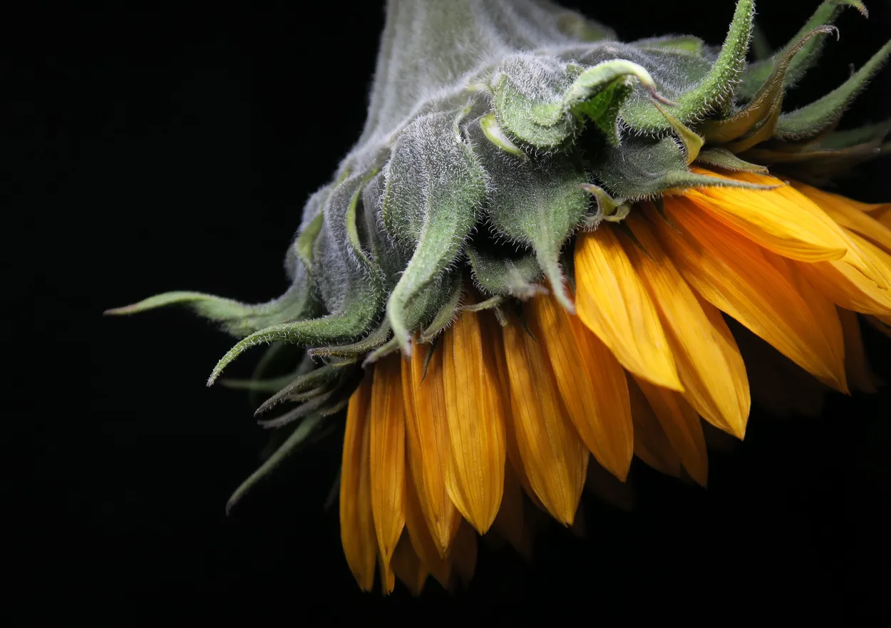 Entry 2871267