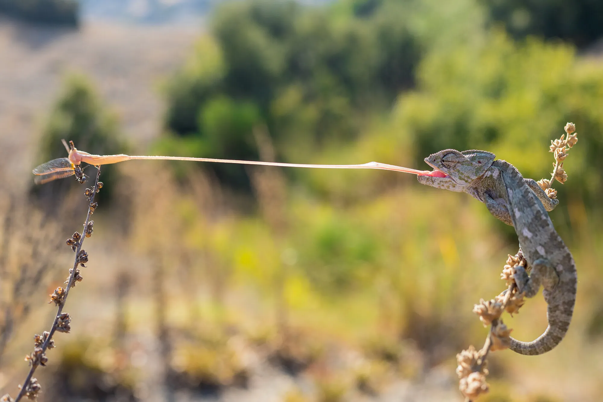 common chameleon