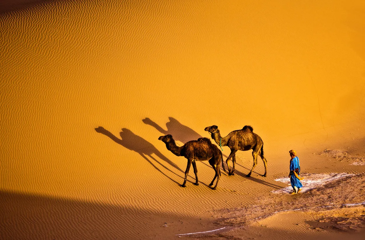 Camels in the Desert Light