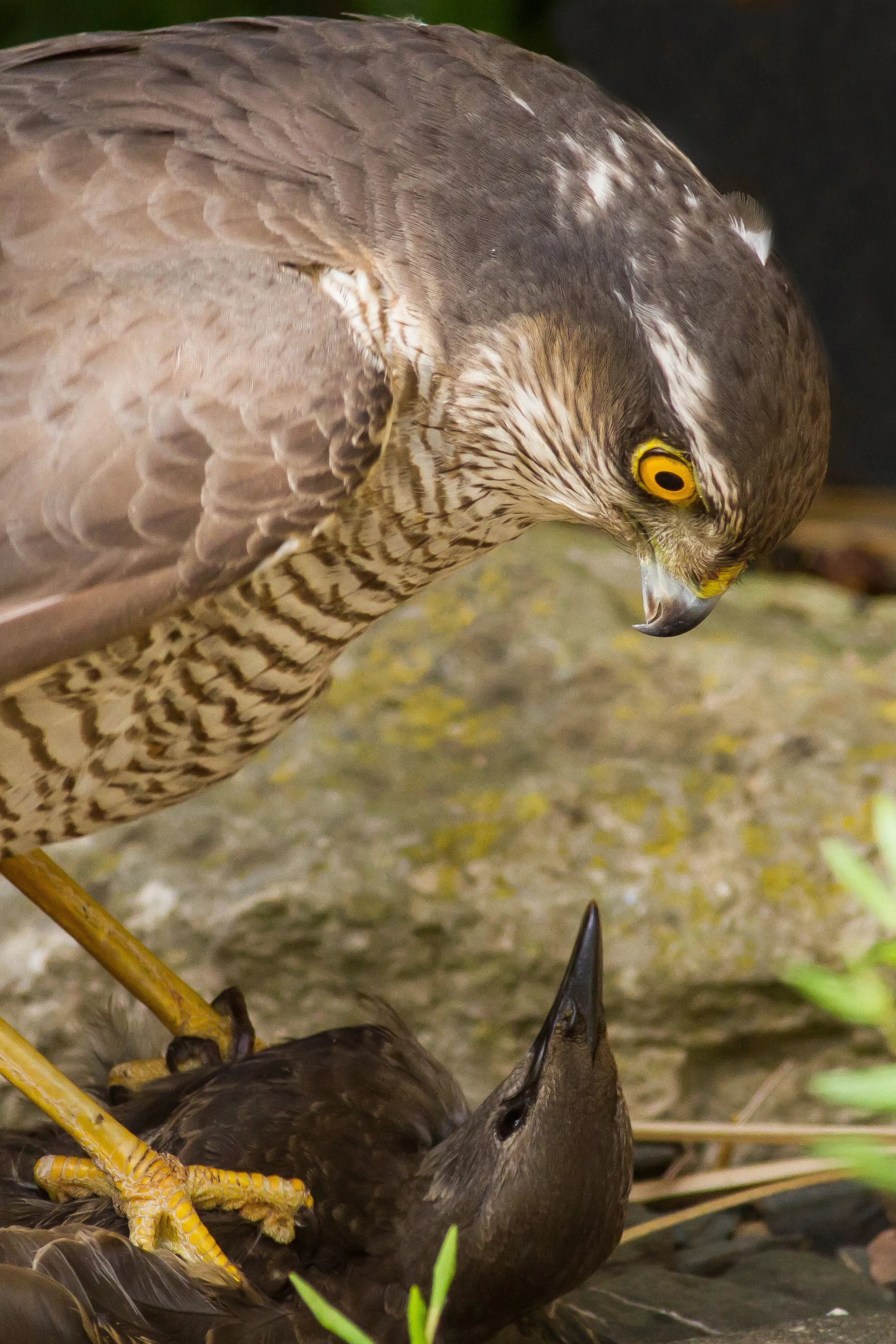 Sparrowhawk and Starling
