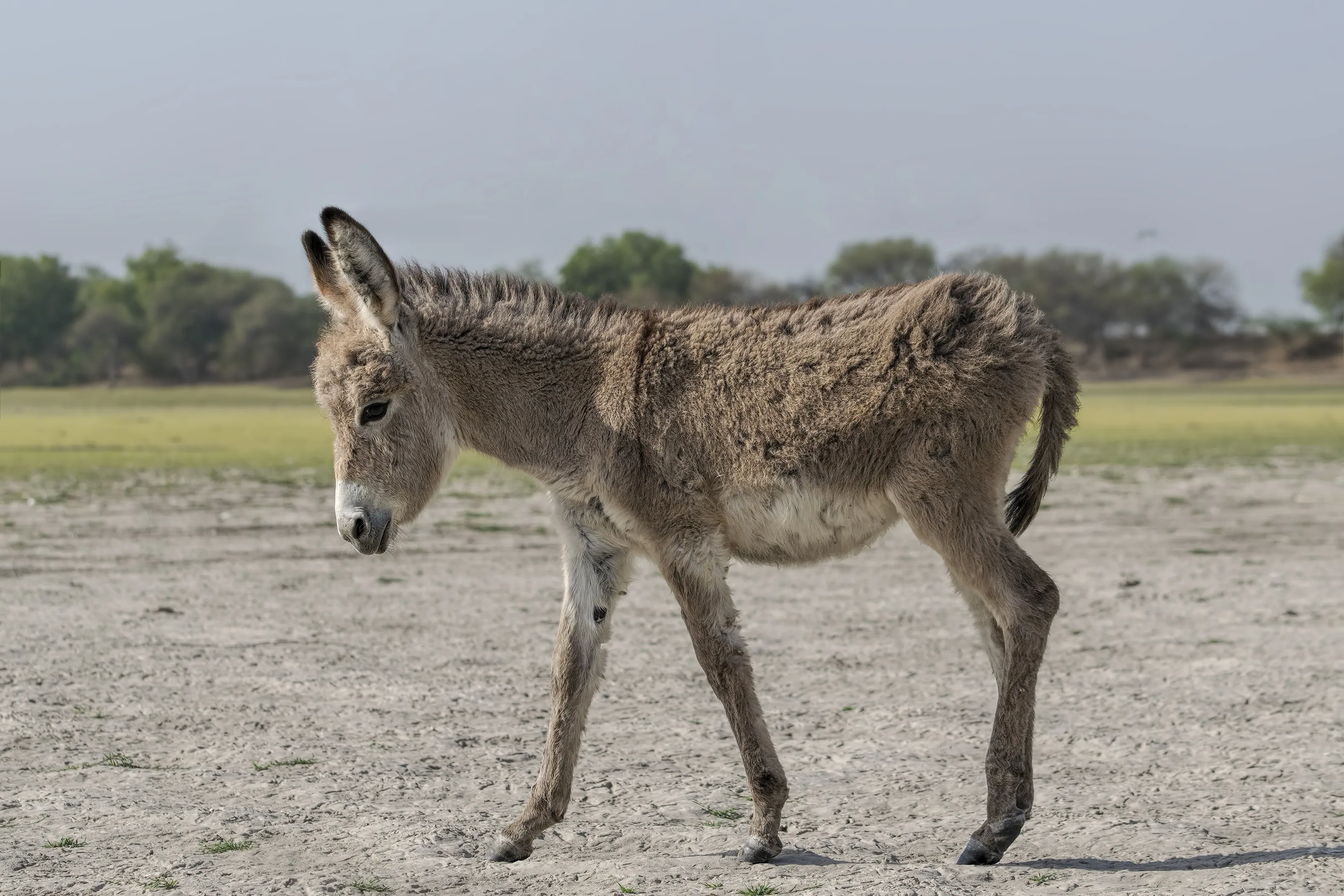 Foal Baby Donkey ( Equus Asinus )