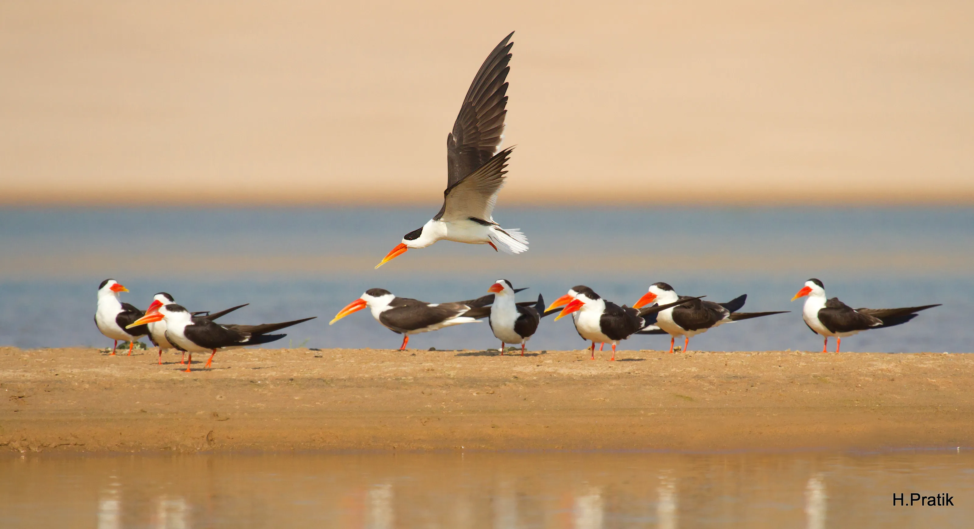 Indian Skimmer