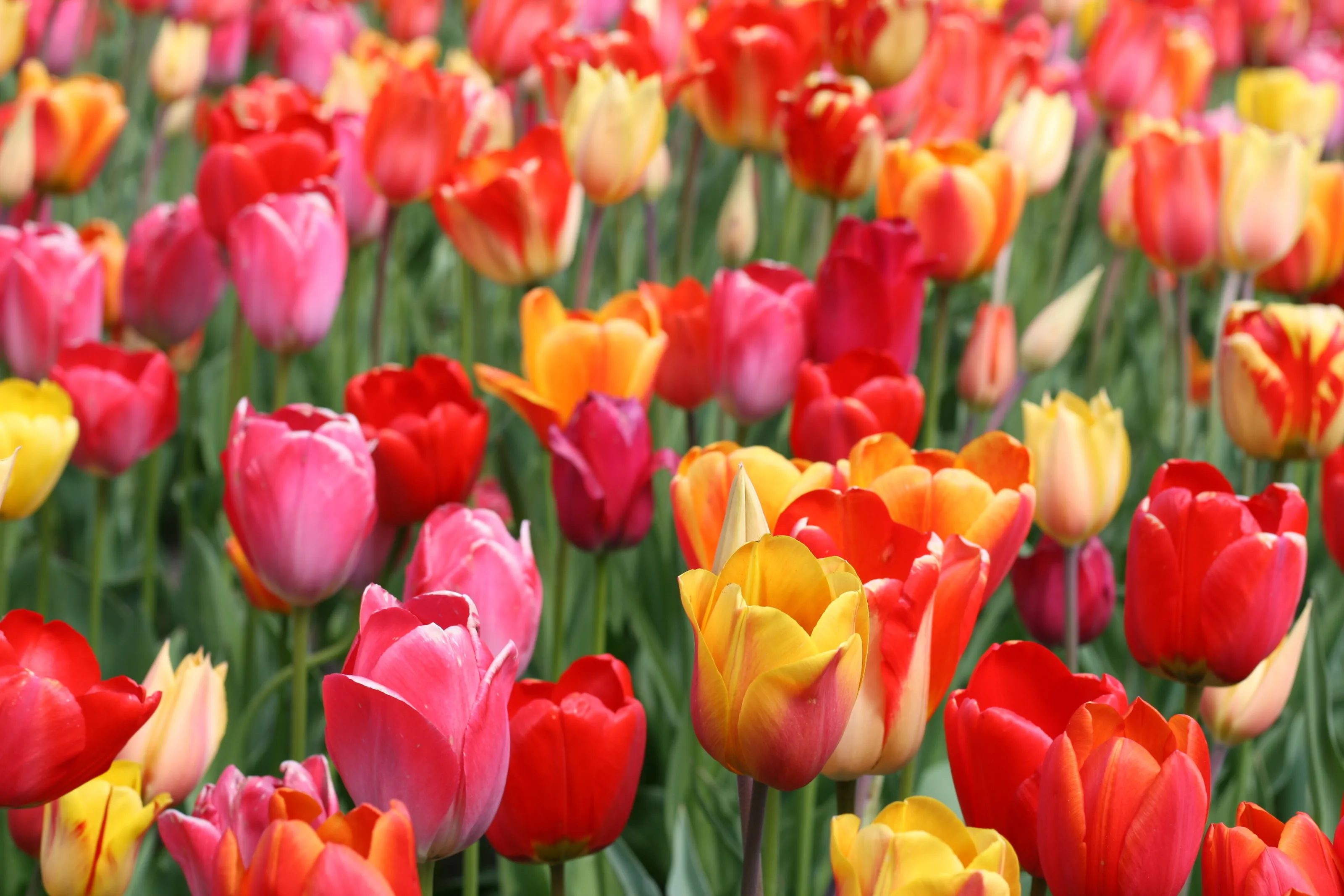 Tulips