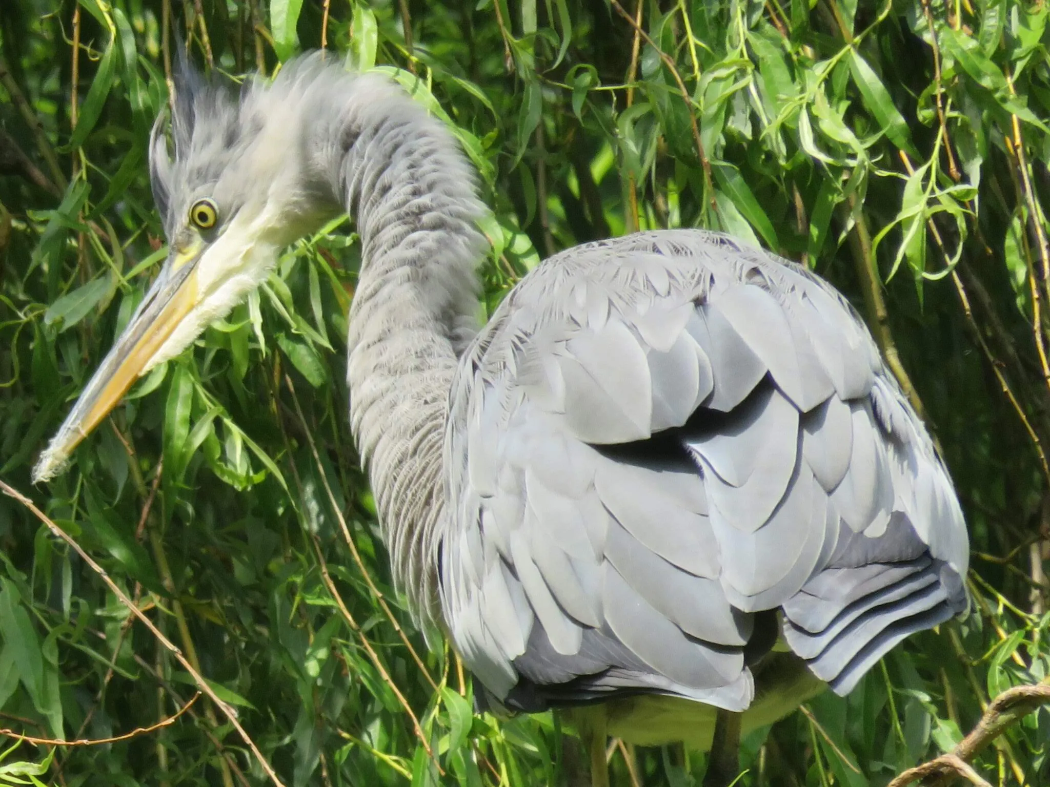 Heron At Melton Mowbray Town Park