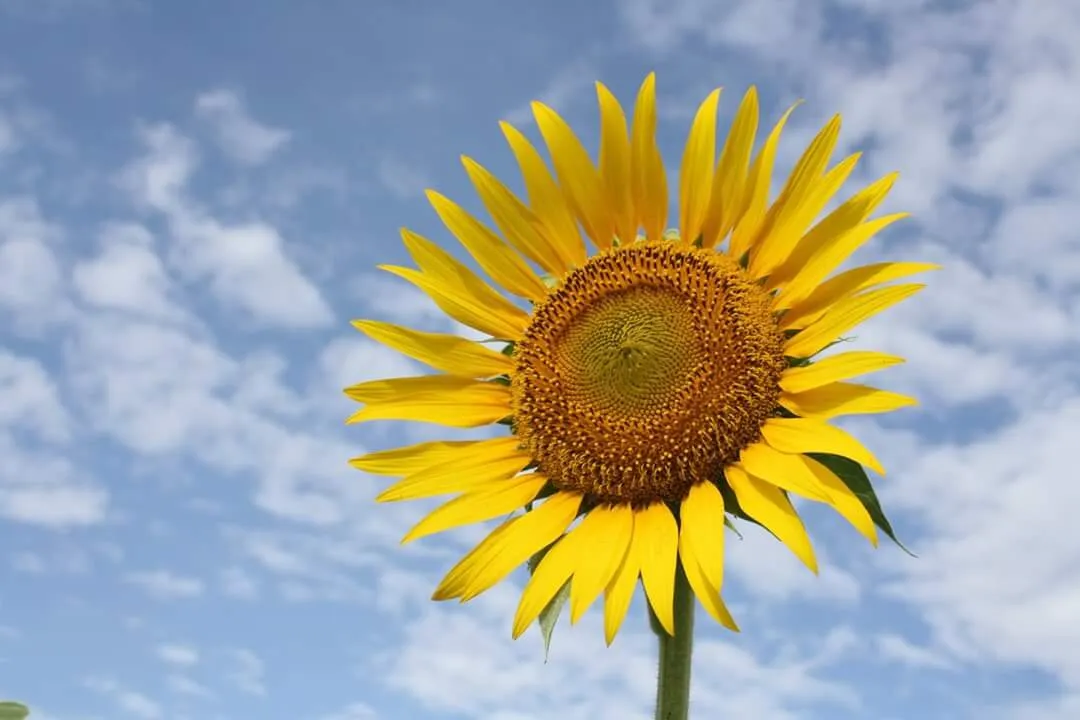 Beauty of sunflower