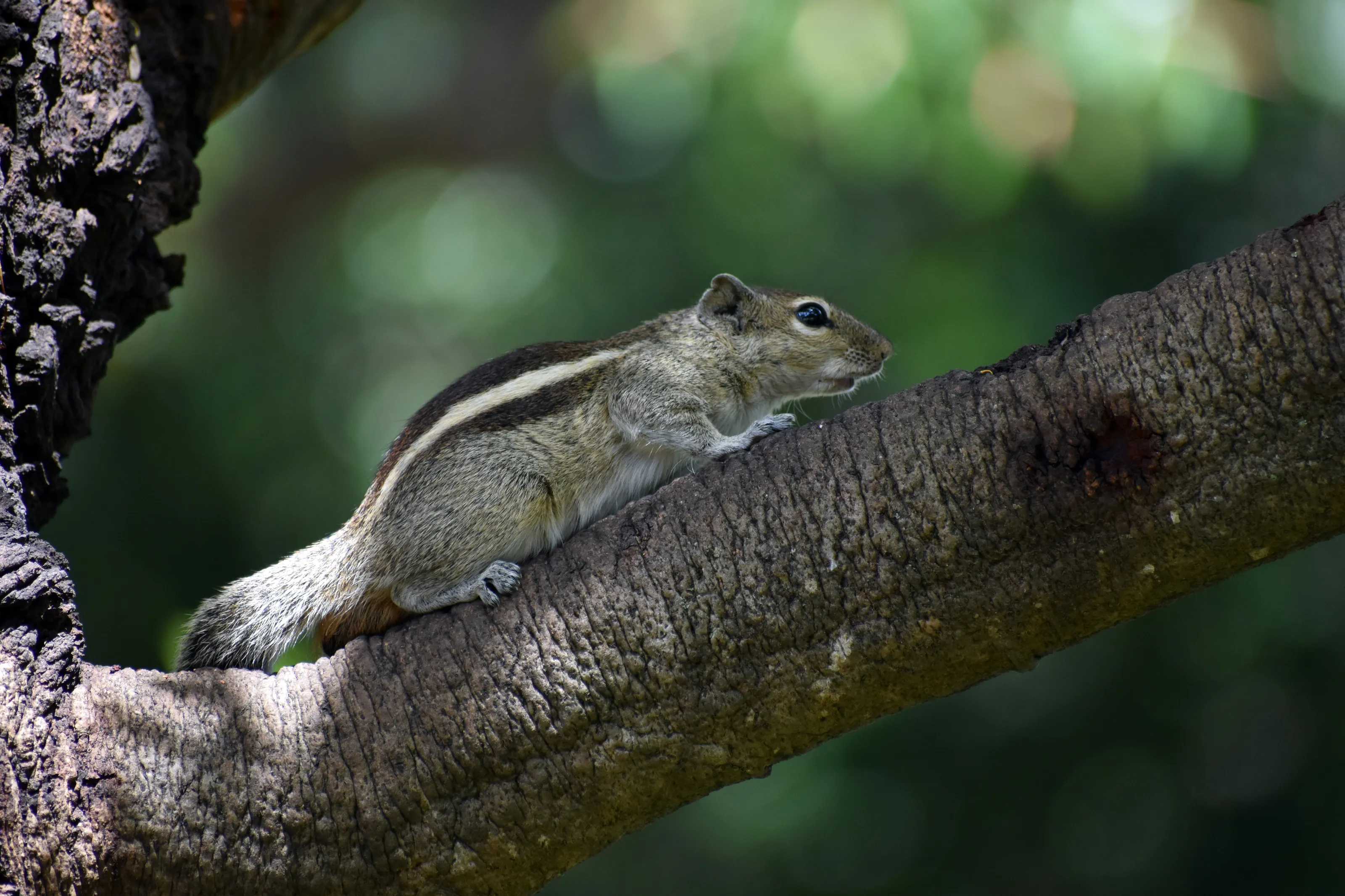 #squirrel #animal