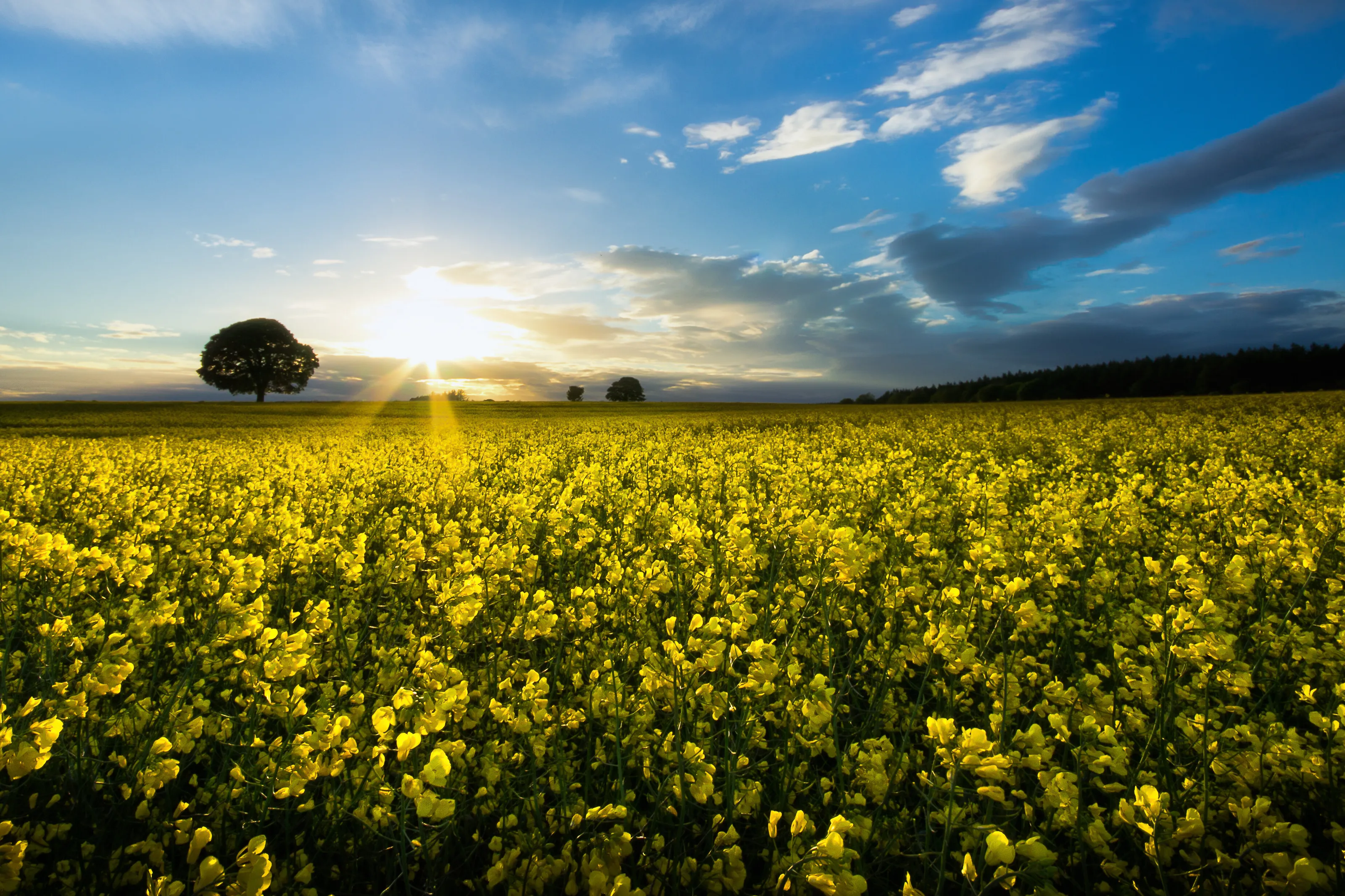 Rapeseed in Silpho
