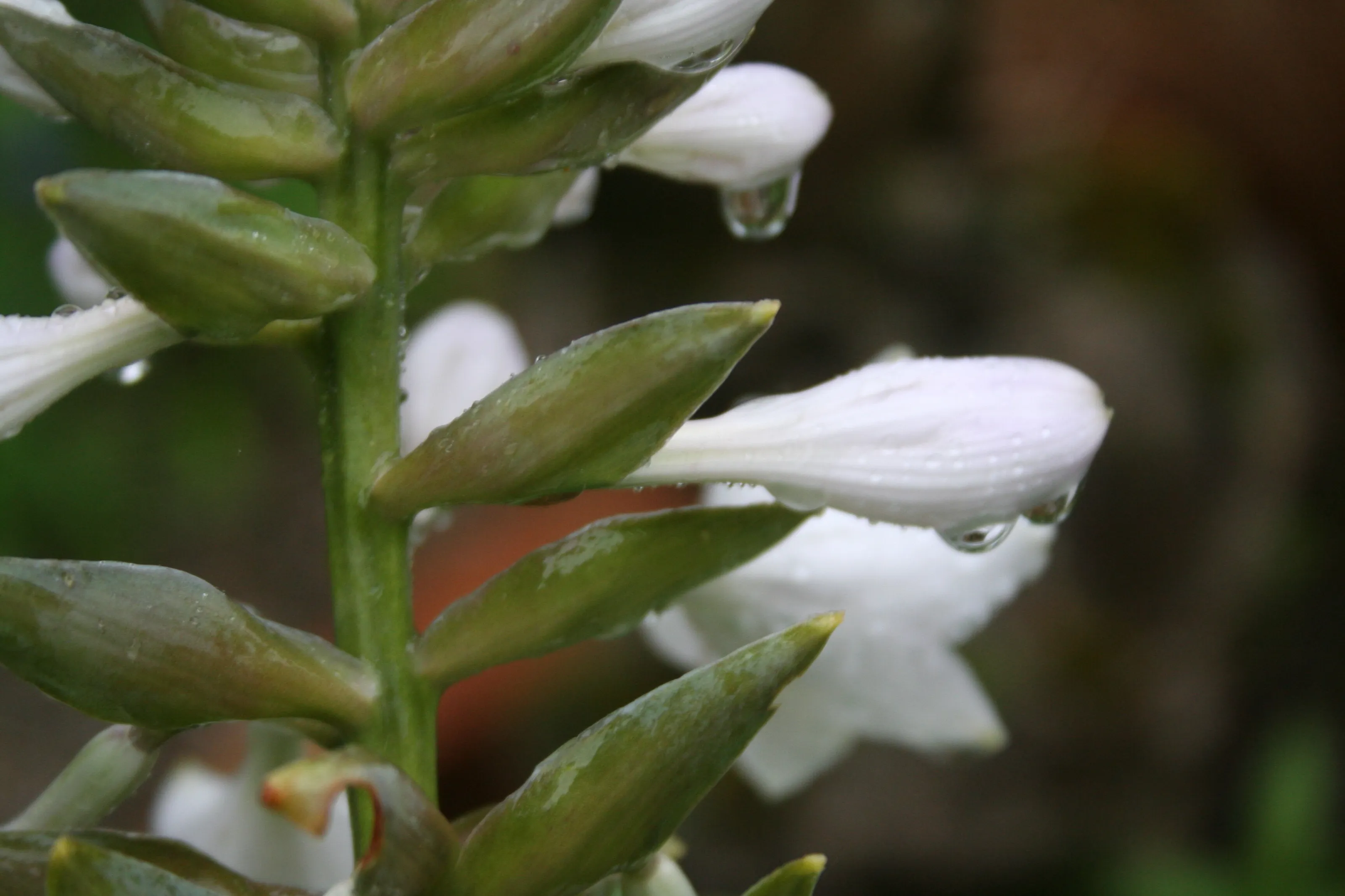 white flower