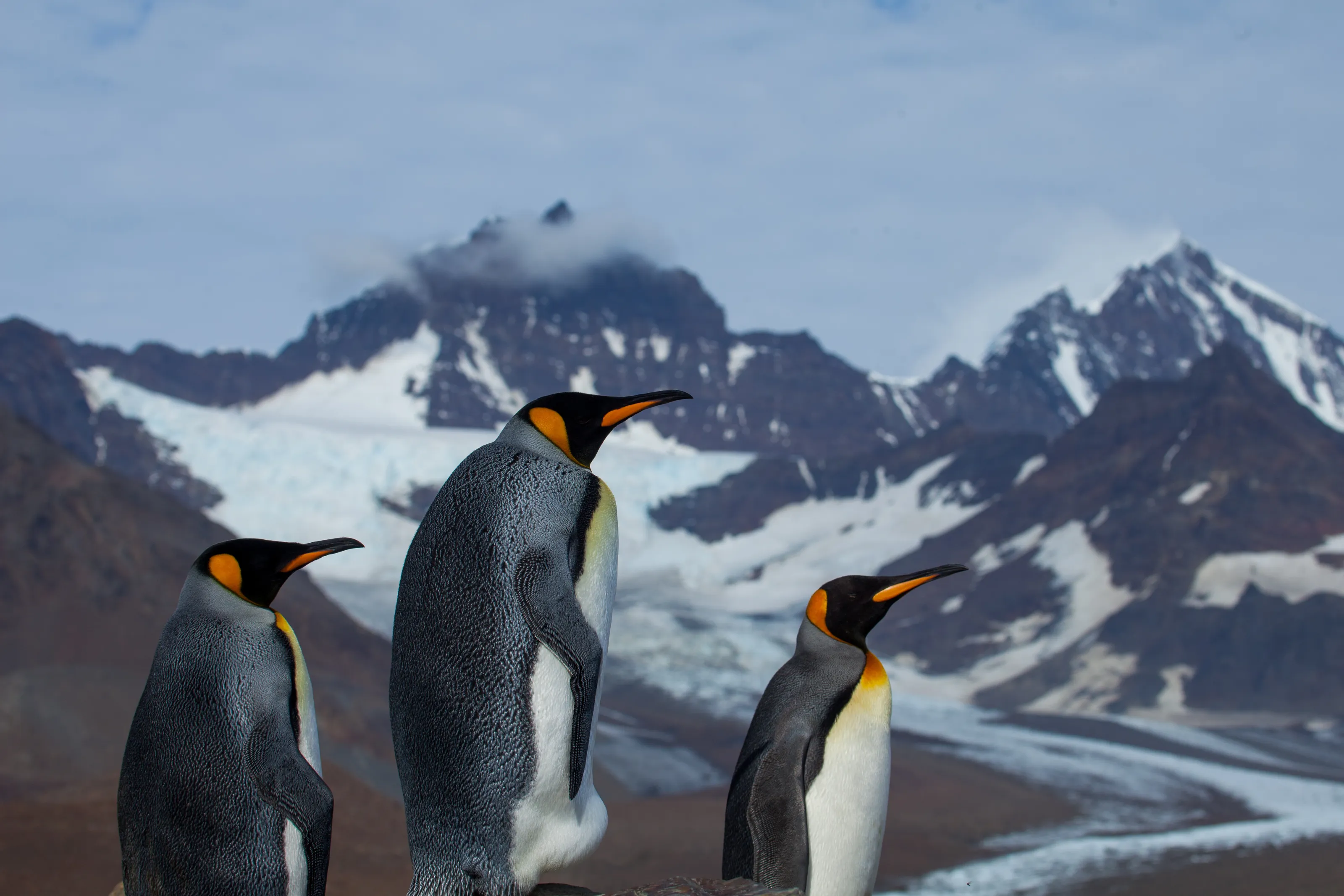A King's (Penguin) Salute