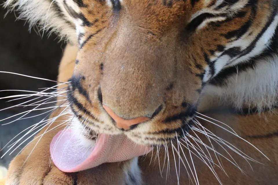 Tongue and Paw