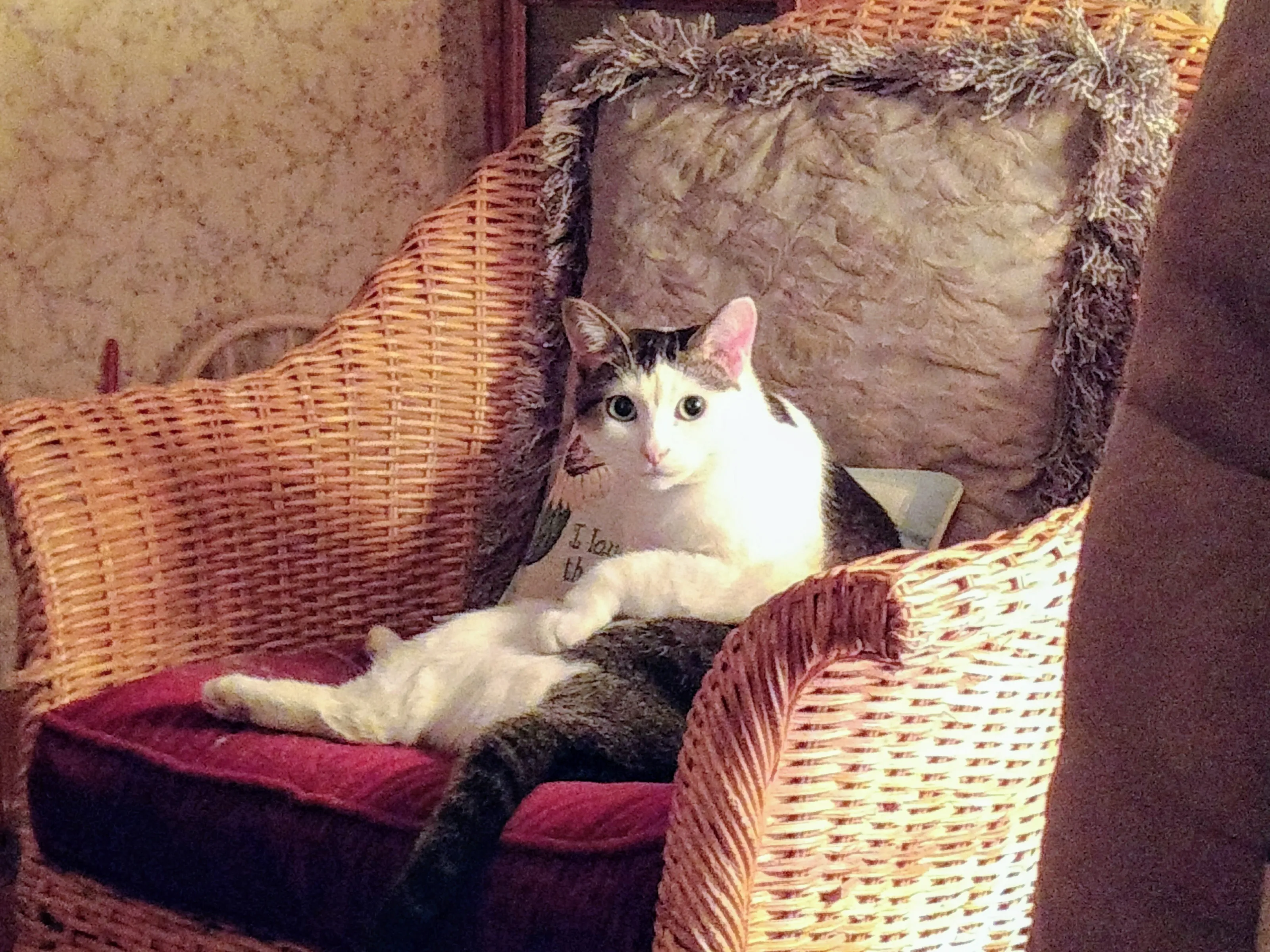 Sitting Lilly