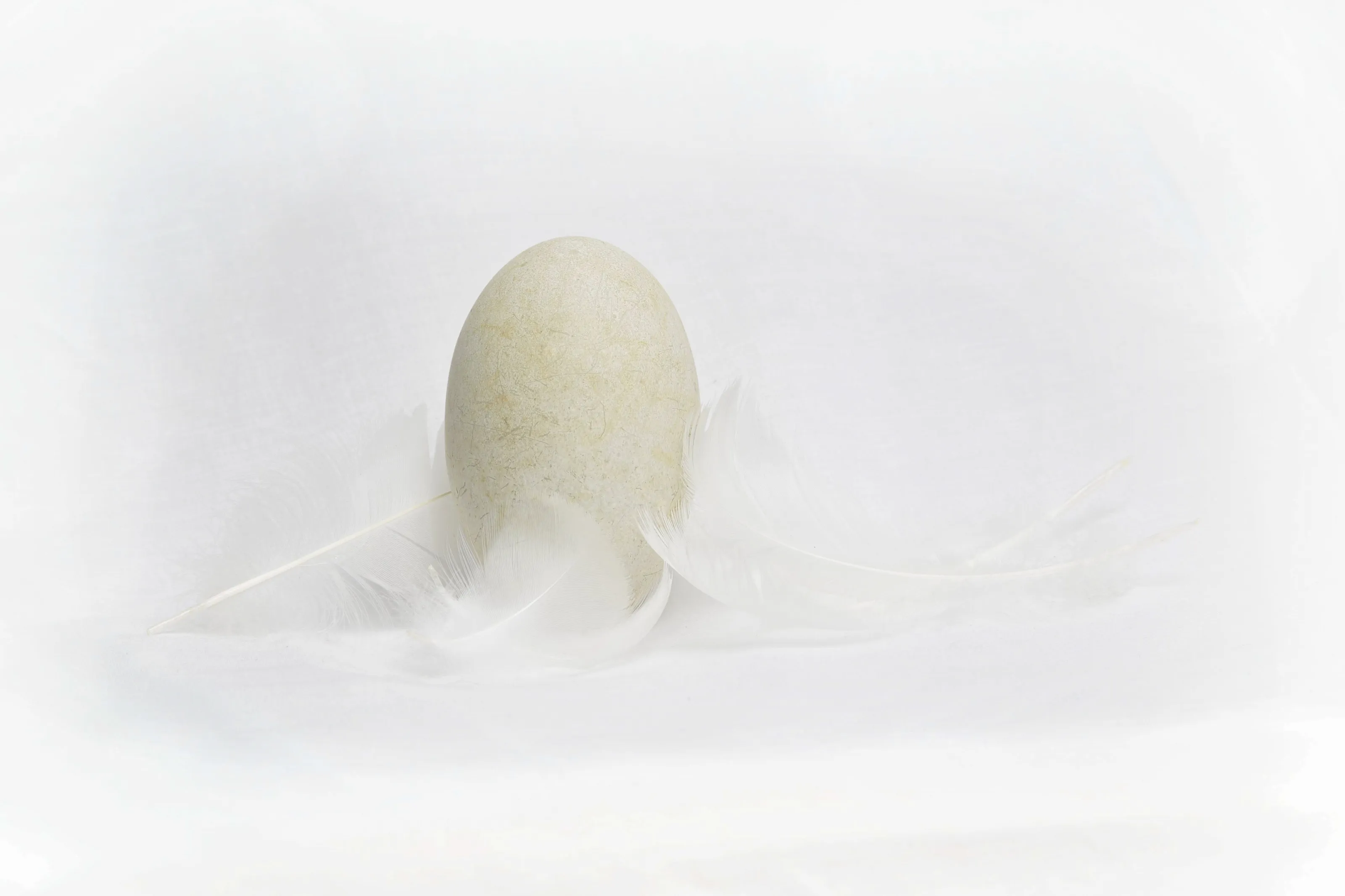 Swan Egg & Feathers