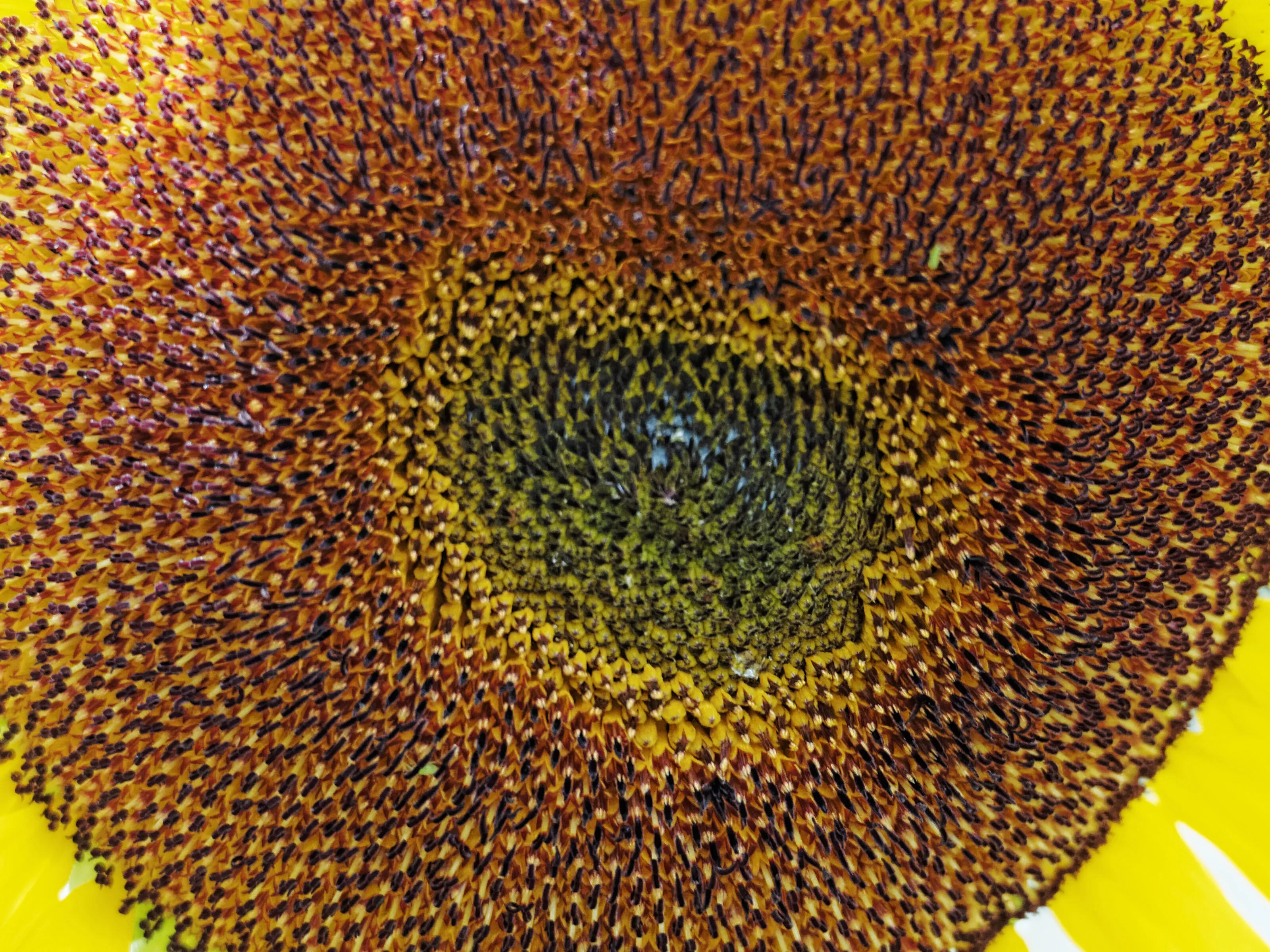 Sunflower Power